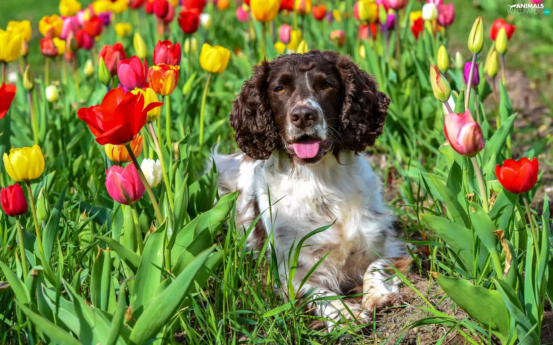 English Springer Spaniel, Tulips