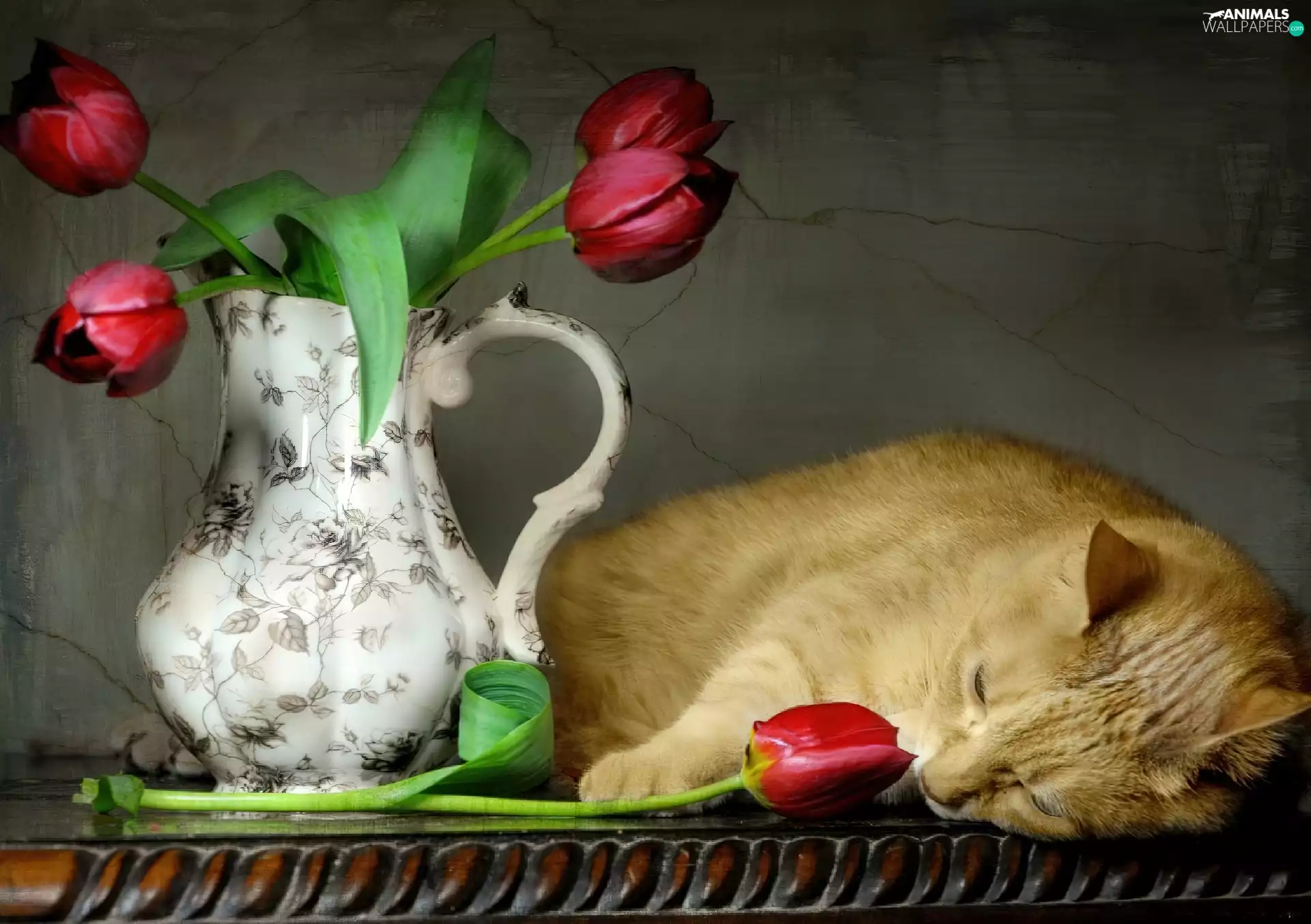 Tulips, cat, pitcher