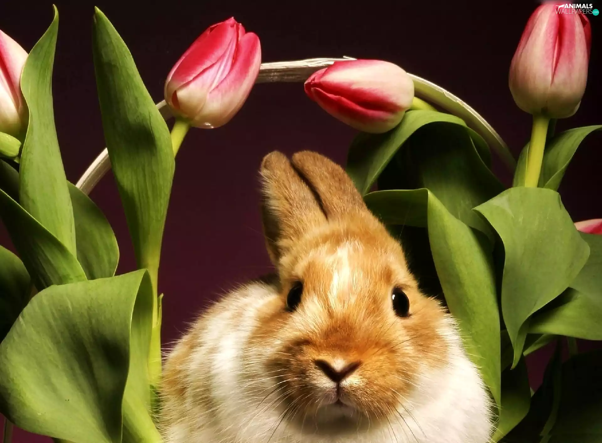 Tulips, easter, Rabbit
