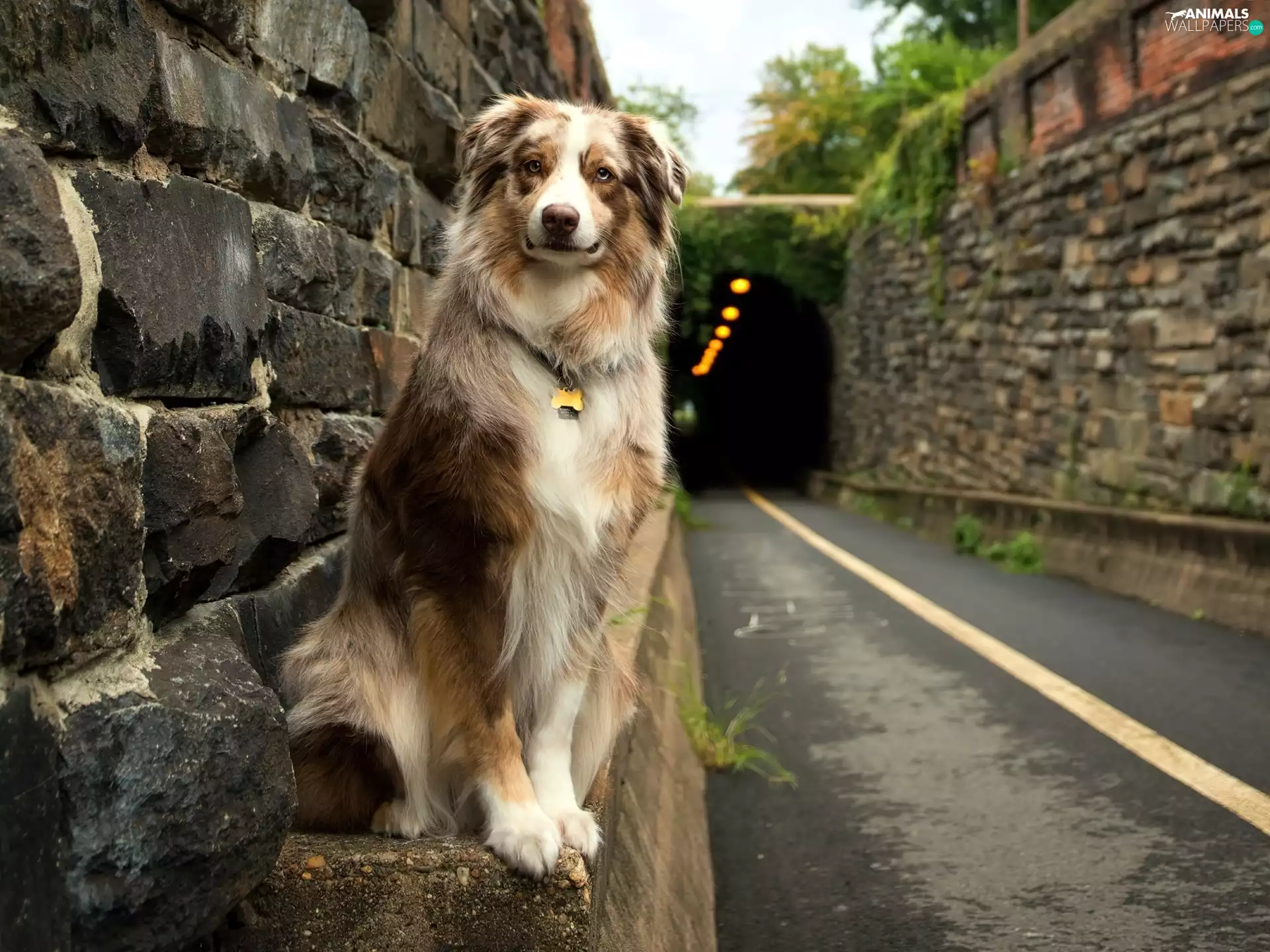 Australian Shepherd, Way, tunnel, Australian Shepherd