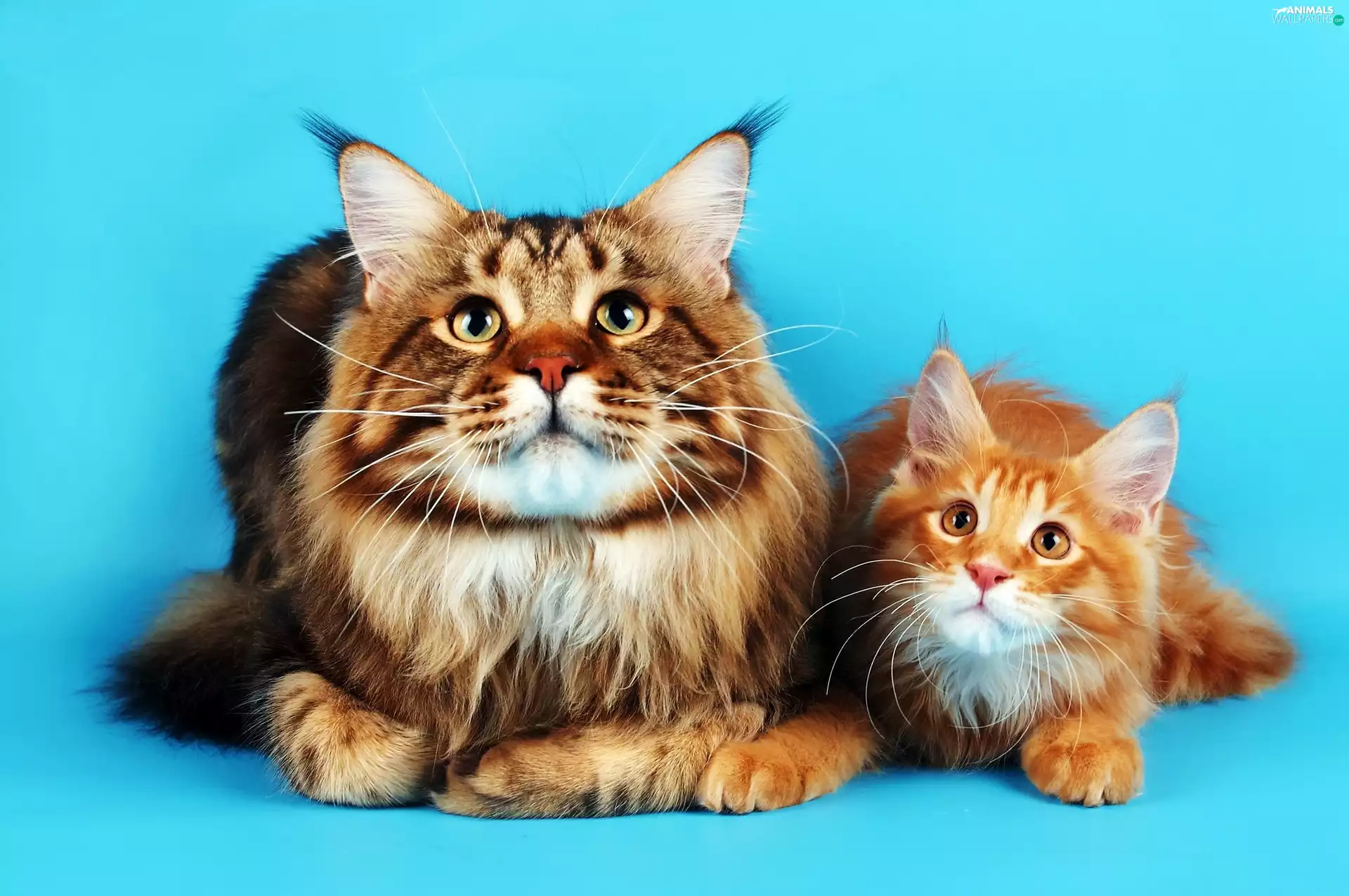cats, turquoise, background, Maine Coon