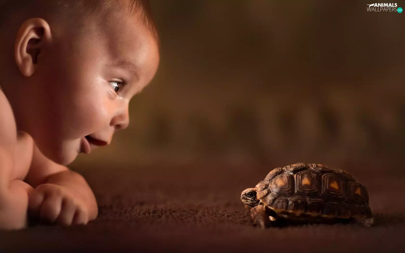 turtle, small, boy