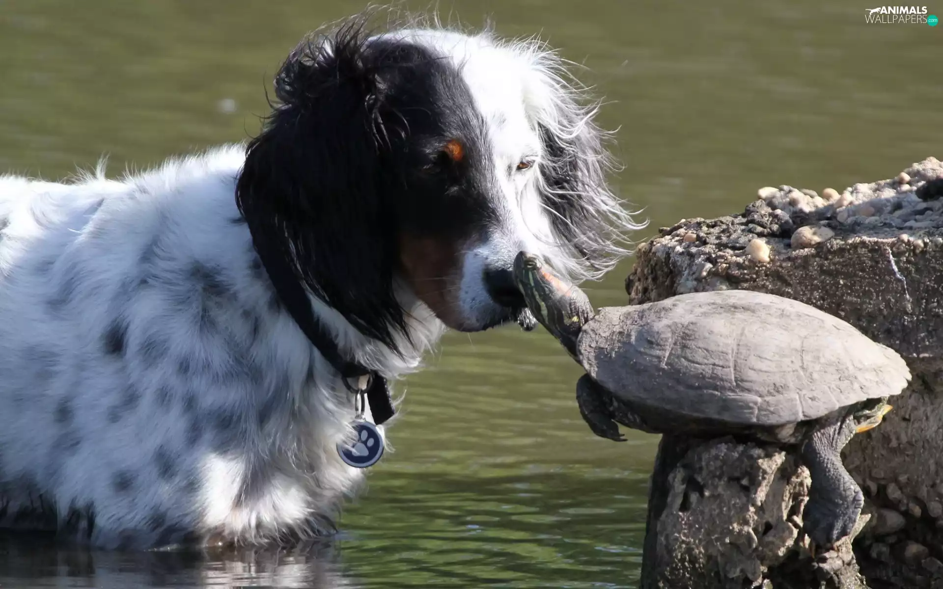 doggy, Rocks, water, turtle