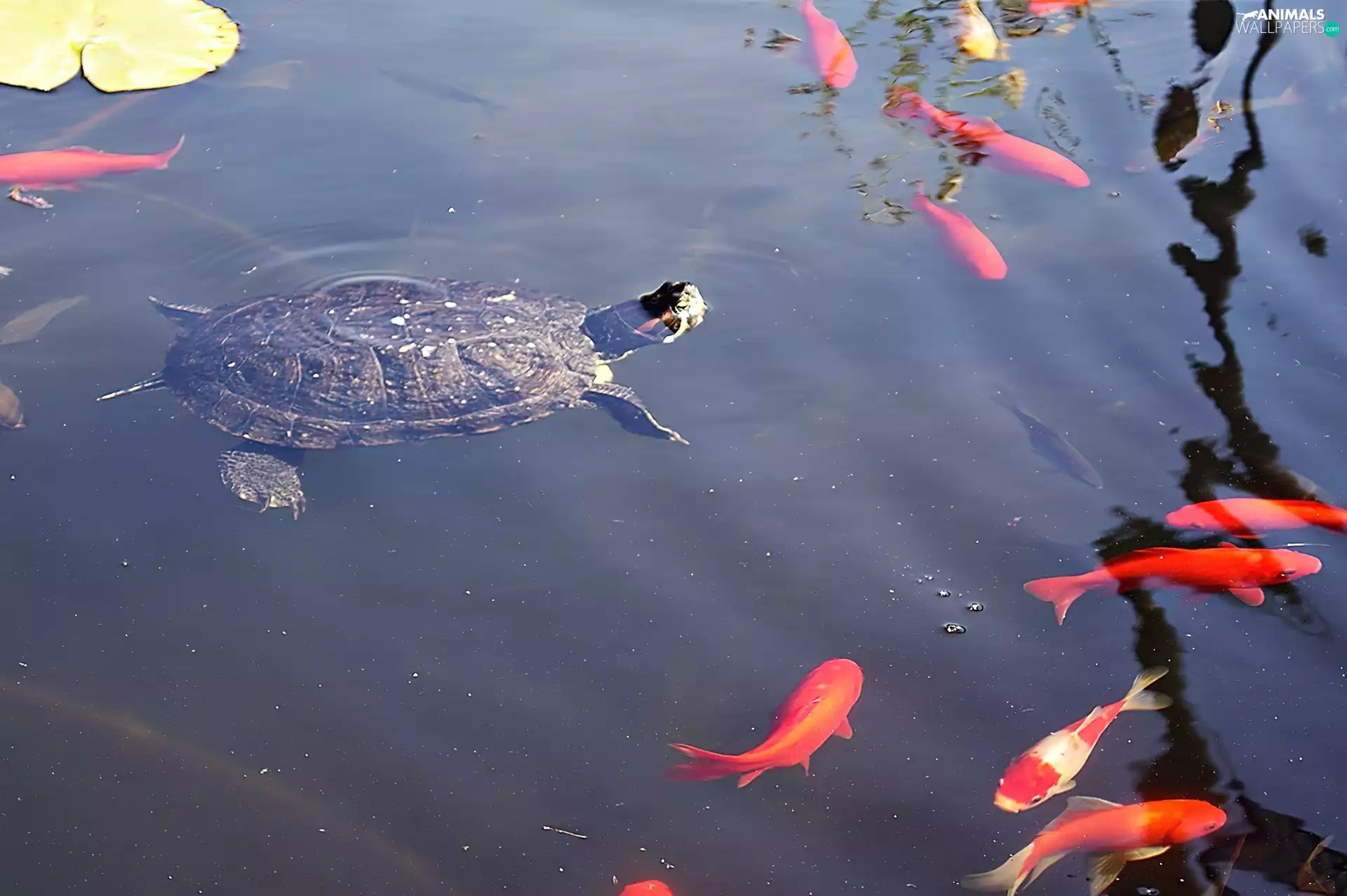 fishes, Pond - car, turtle