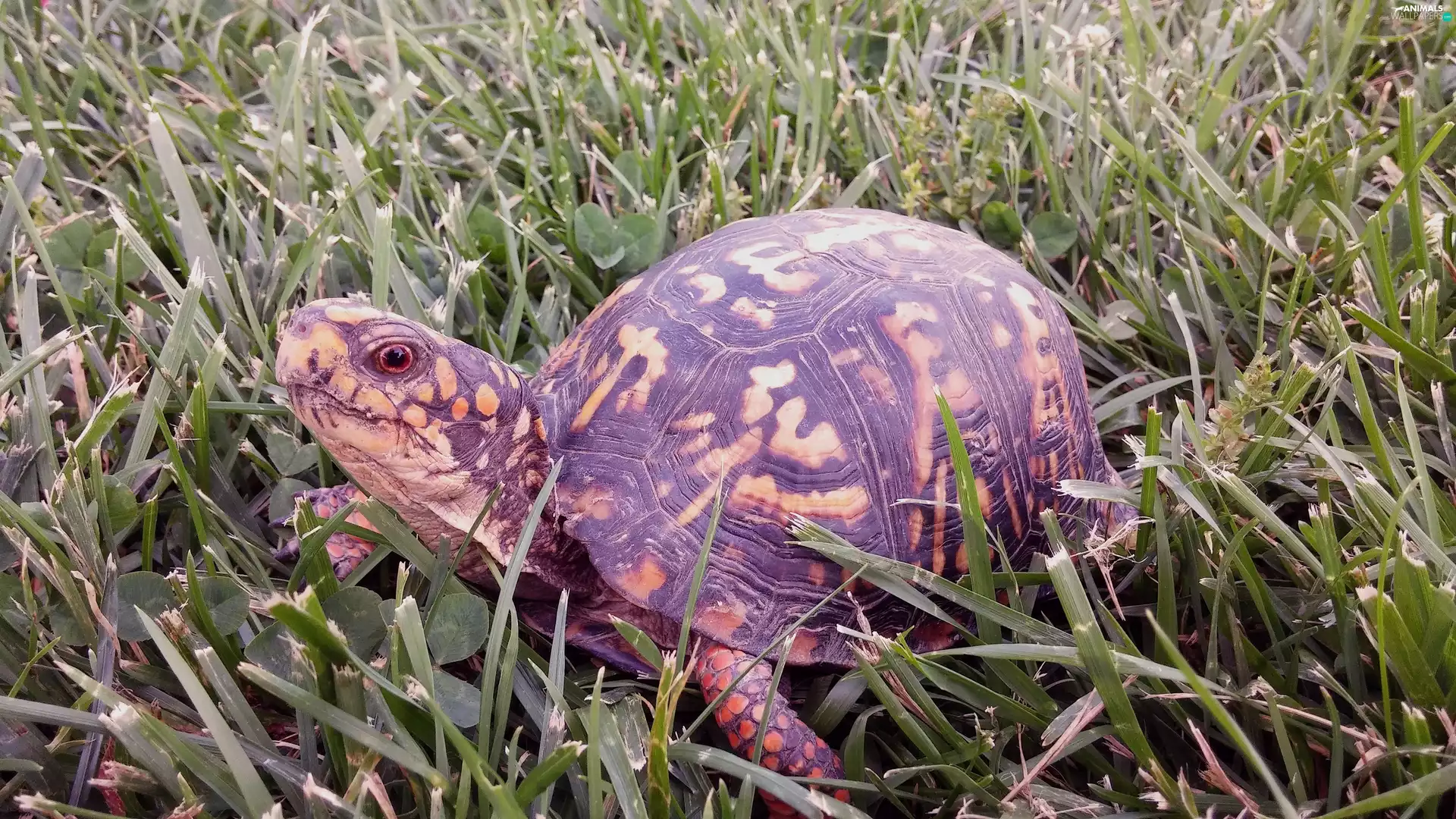 turtle, grass