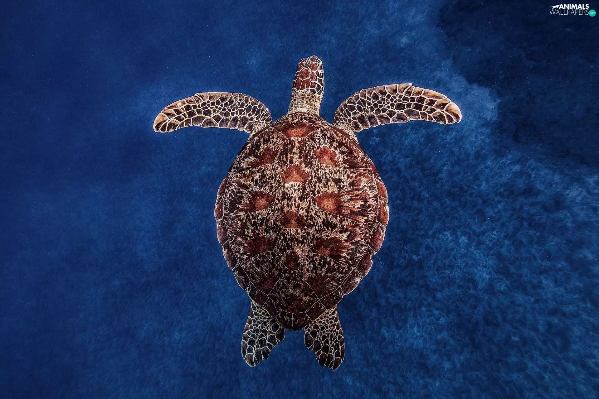 turtle, Ocean