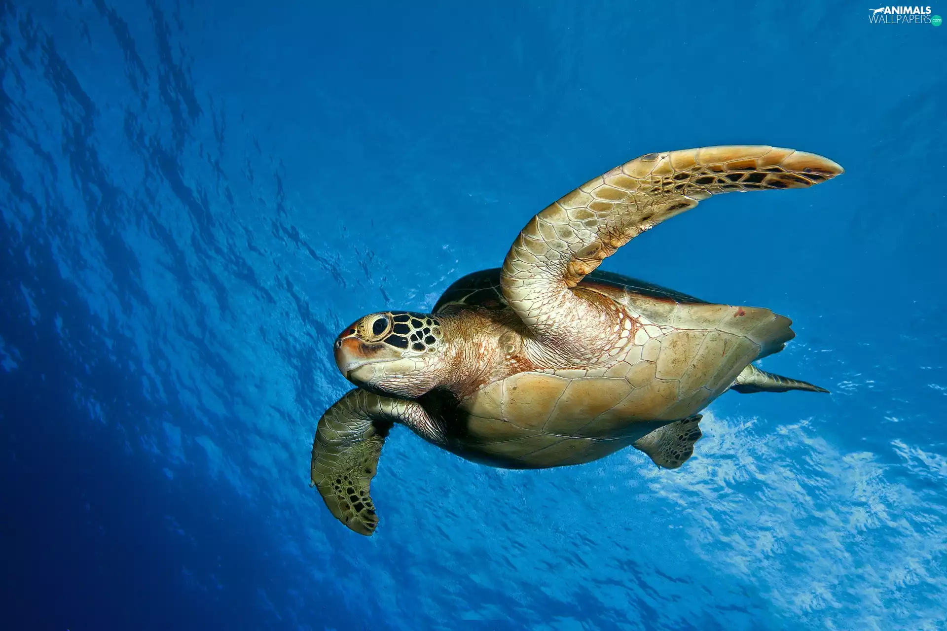 turtle, Ocean