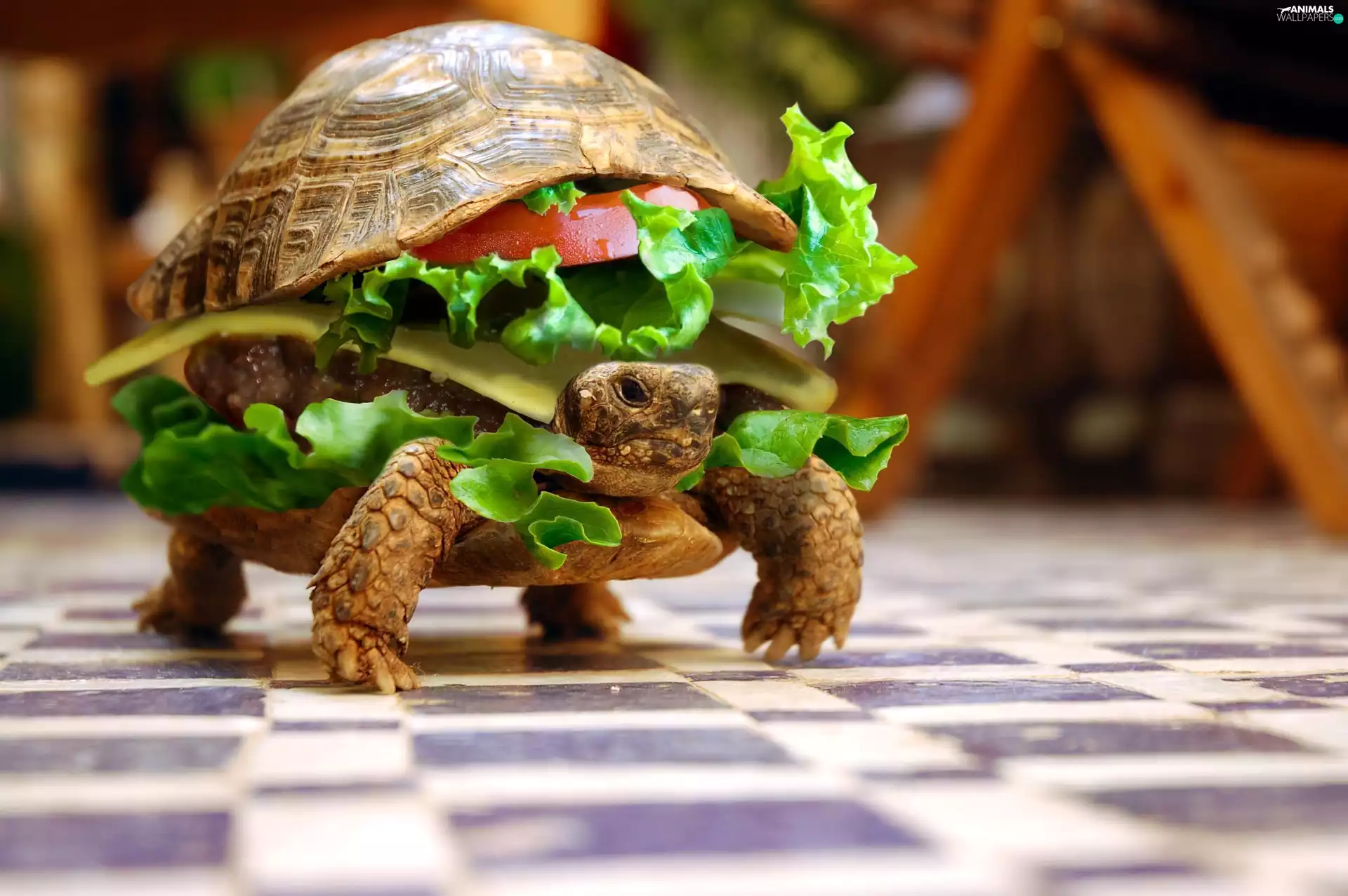 turtle, sandwich