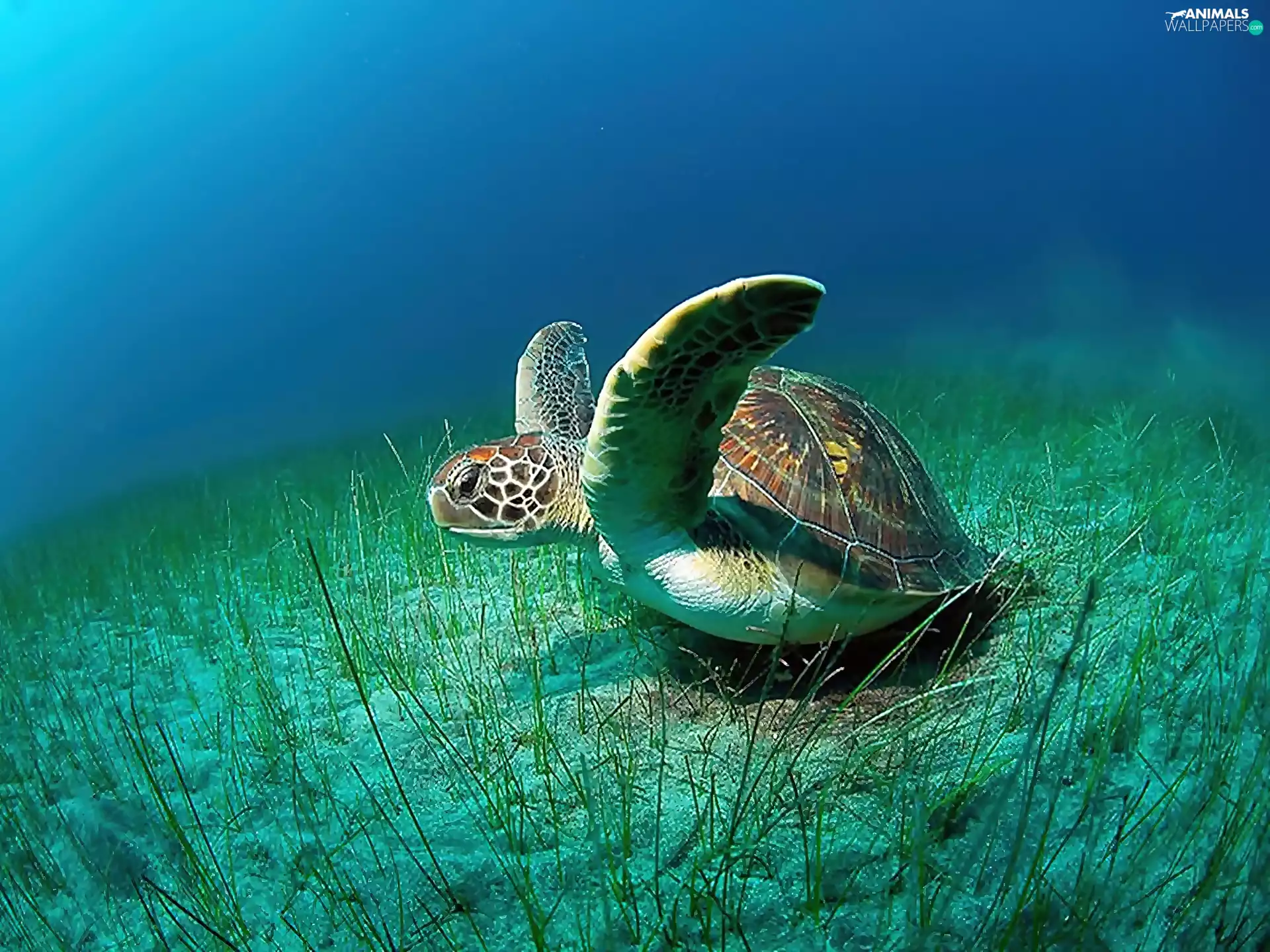 turtle, sea