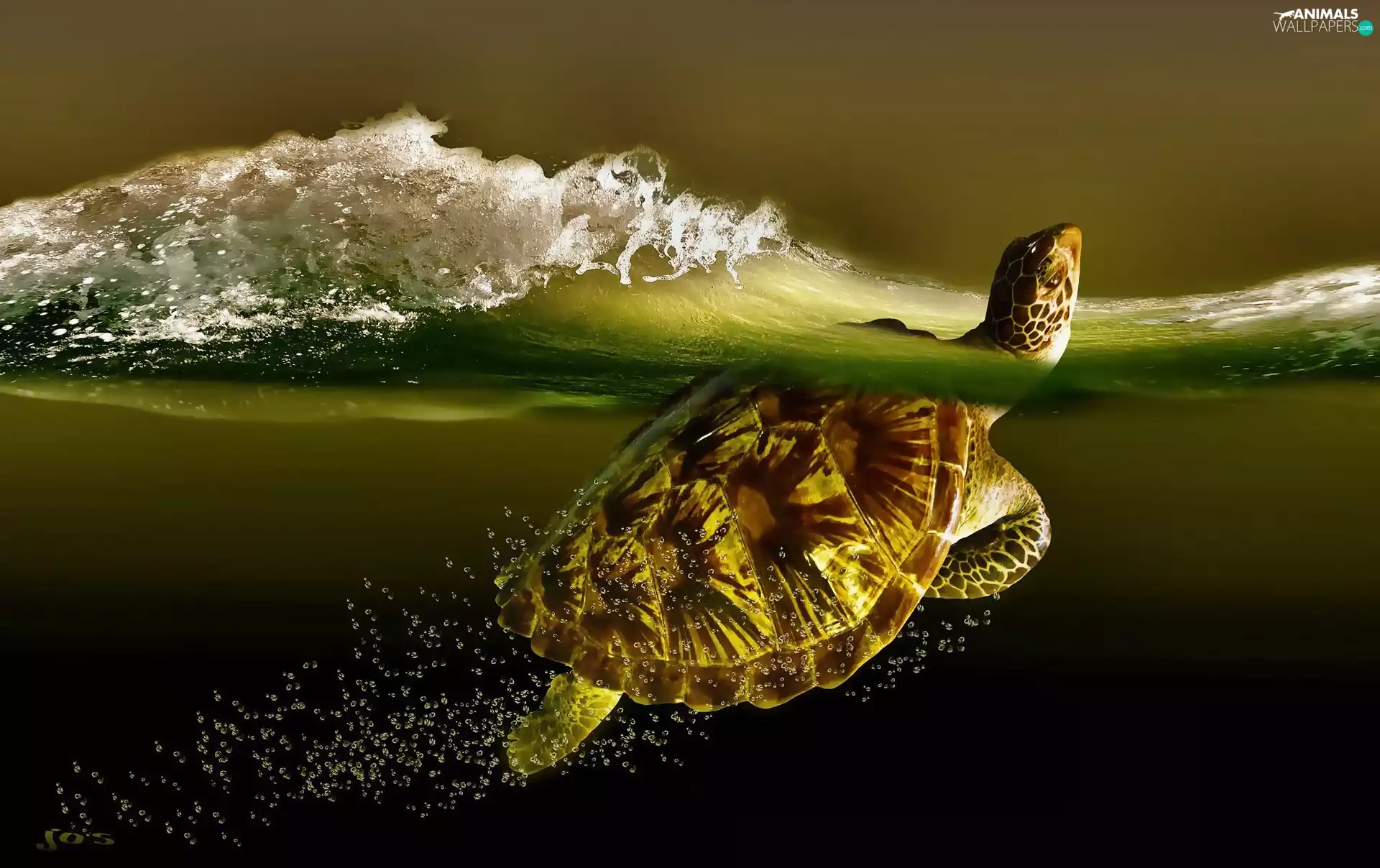 turtle, water