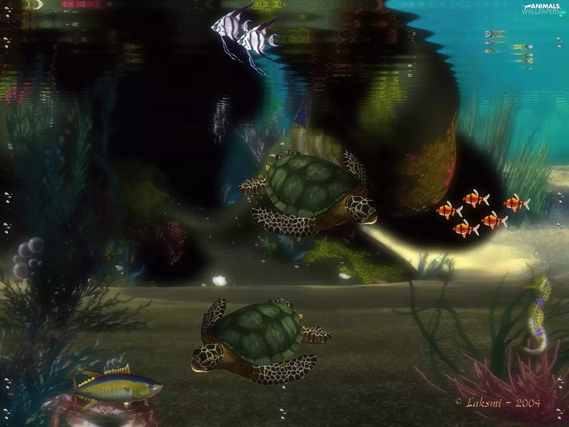 Turtles, 3D