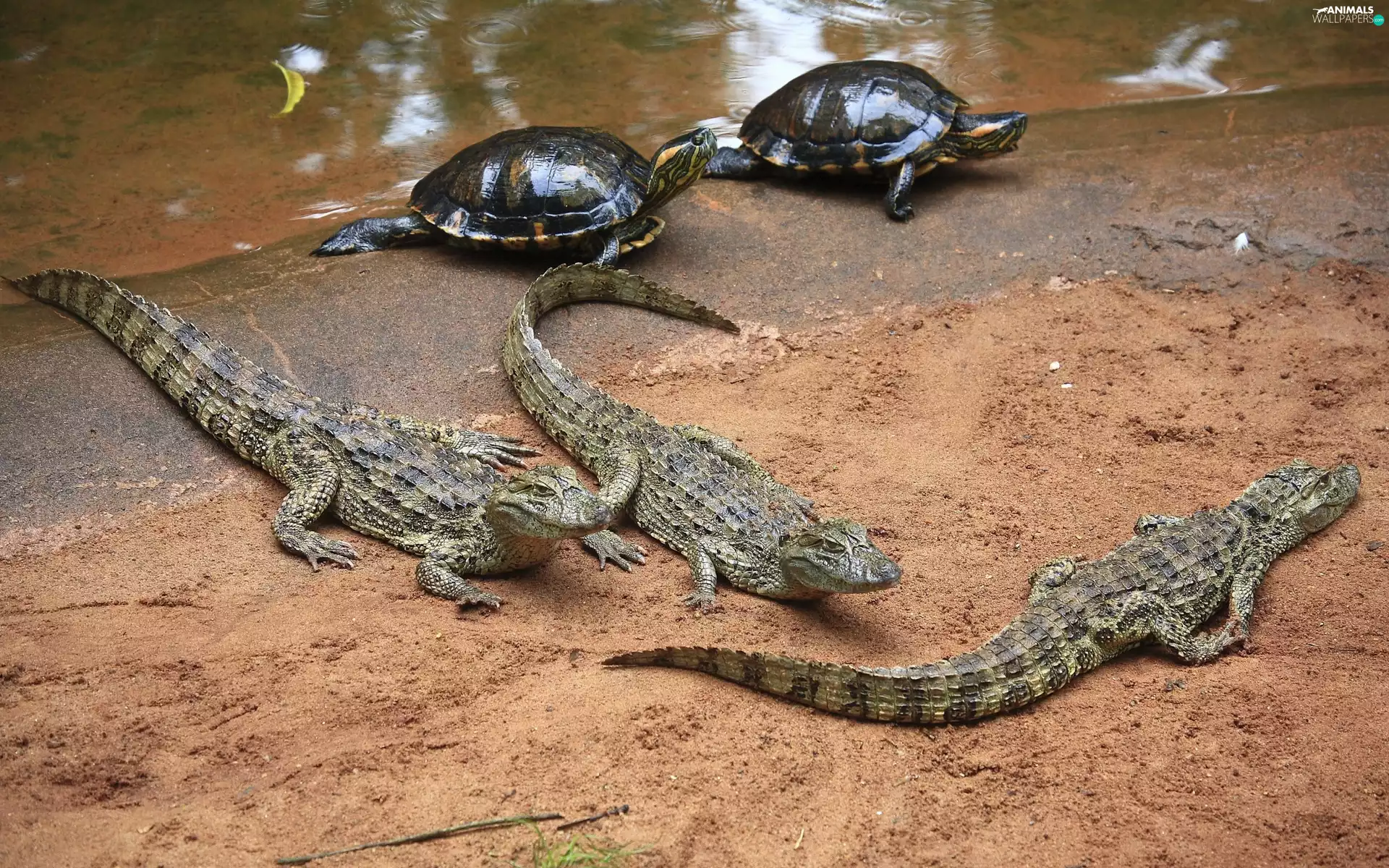 Turtles, young, crocodiles