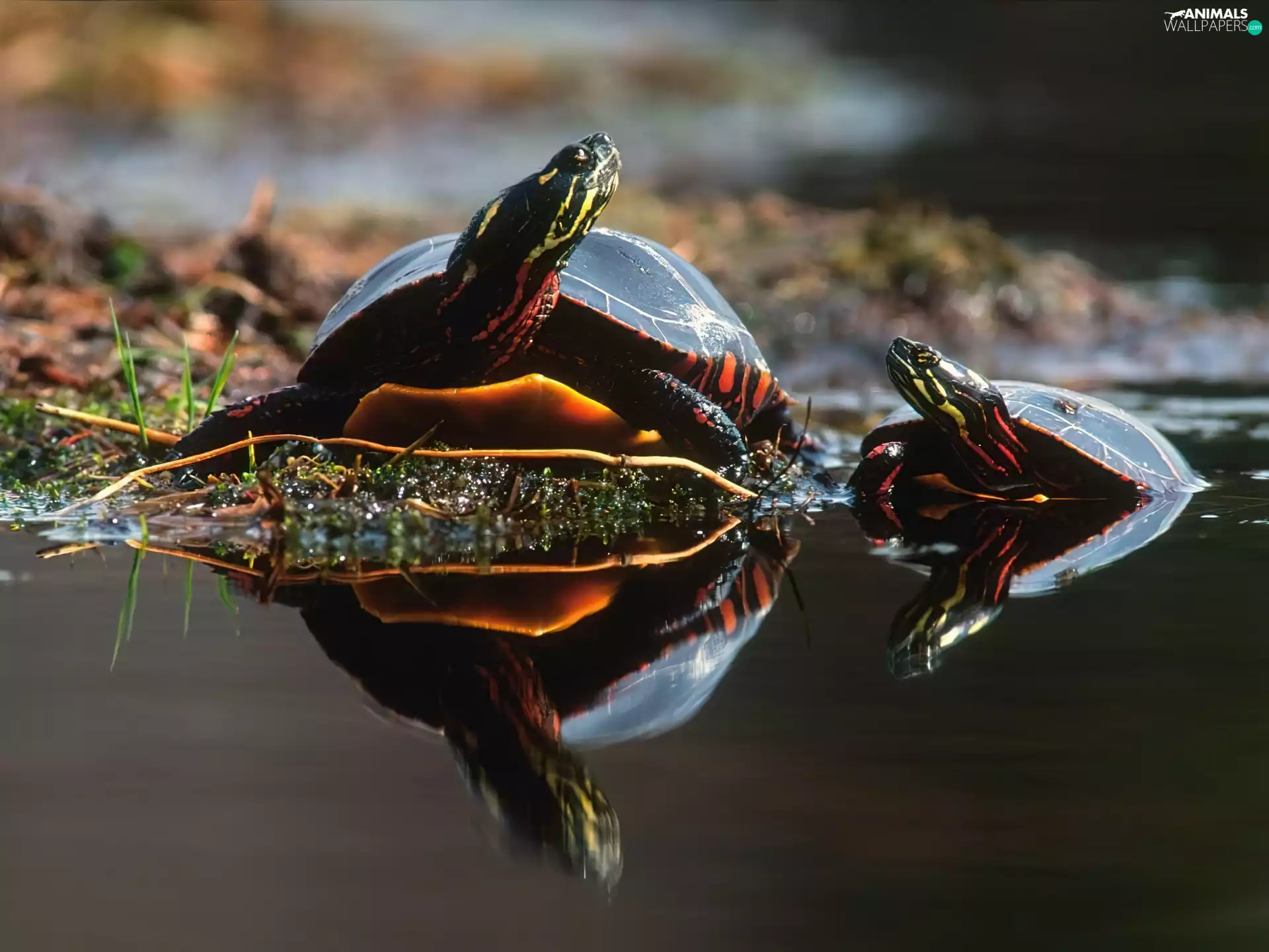 Turtles