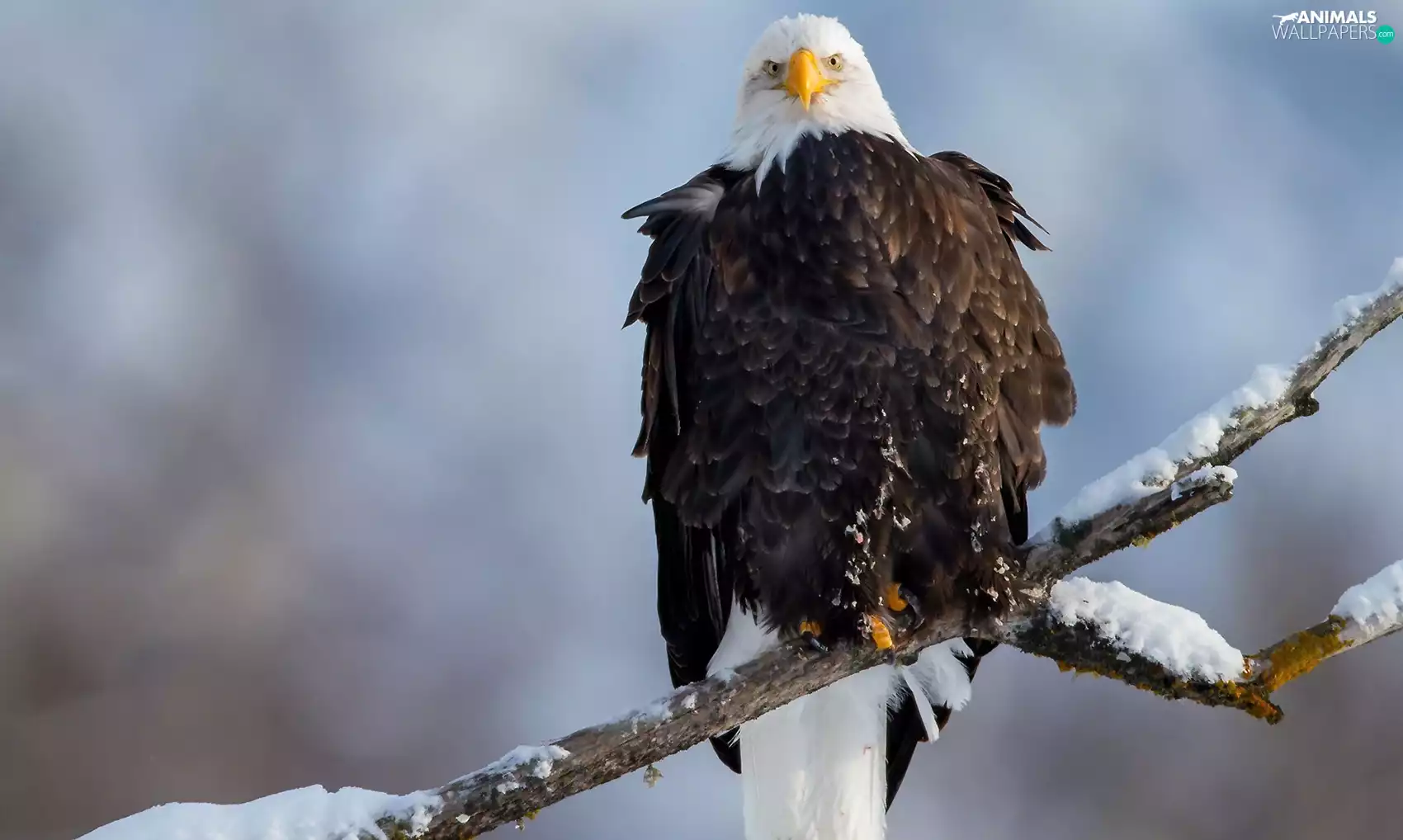 American Bald Eagle, twig