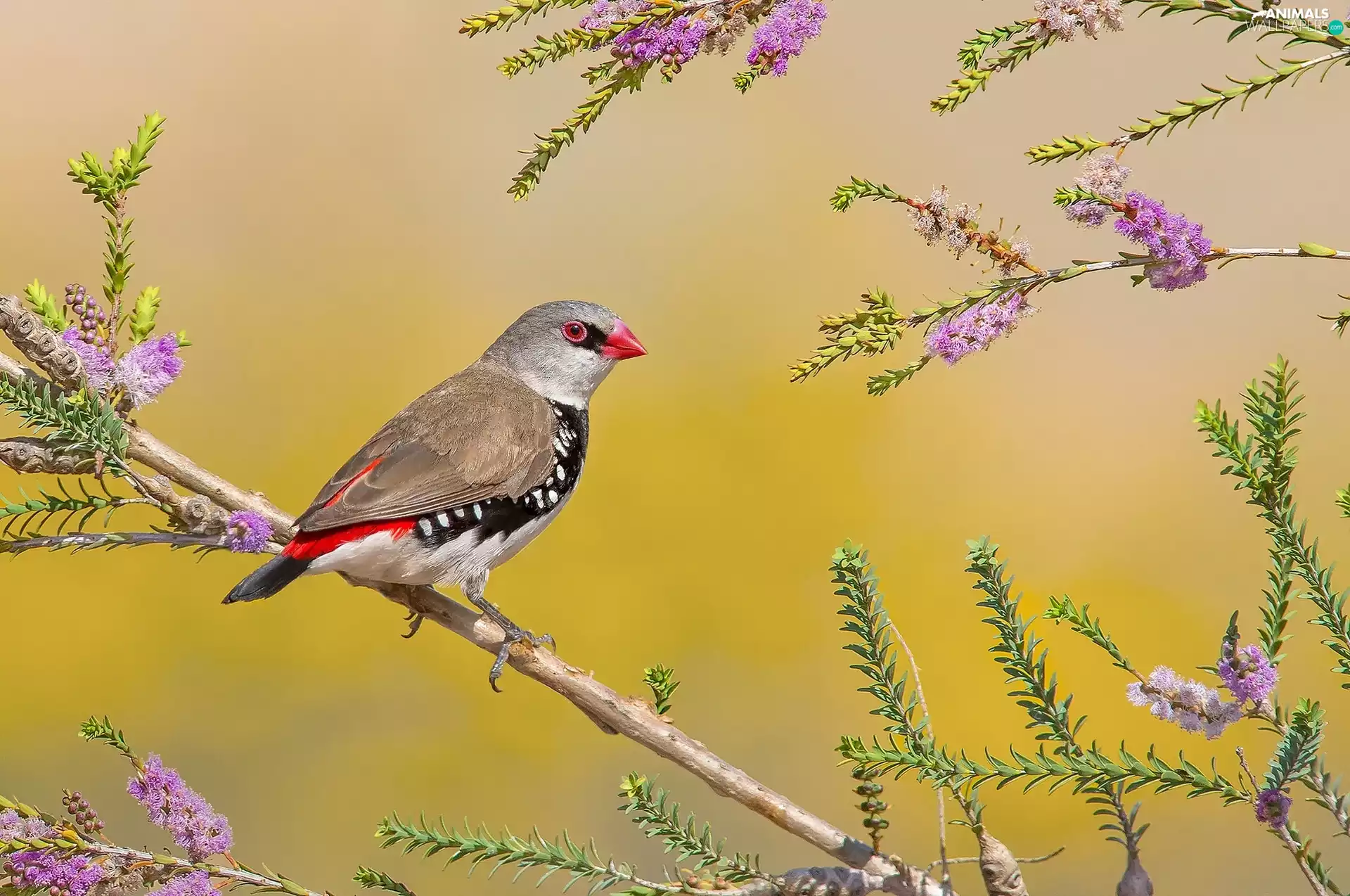 Bird, Pink, flowers, twig