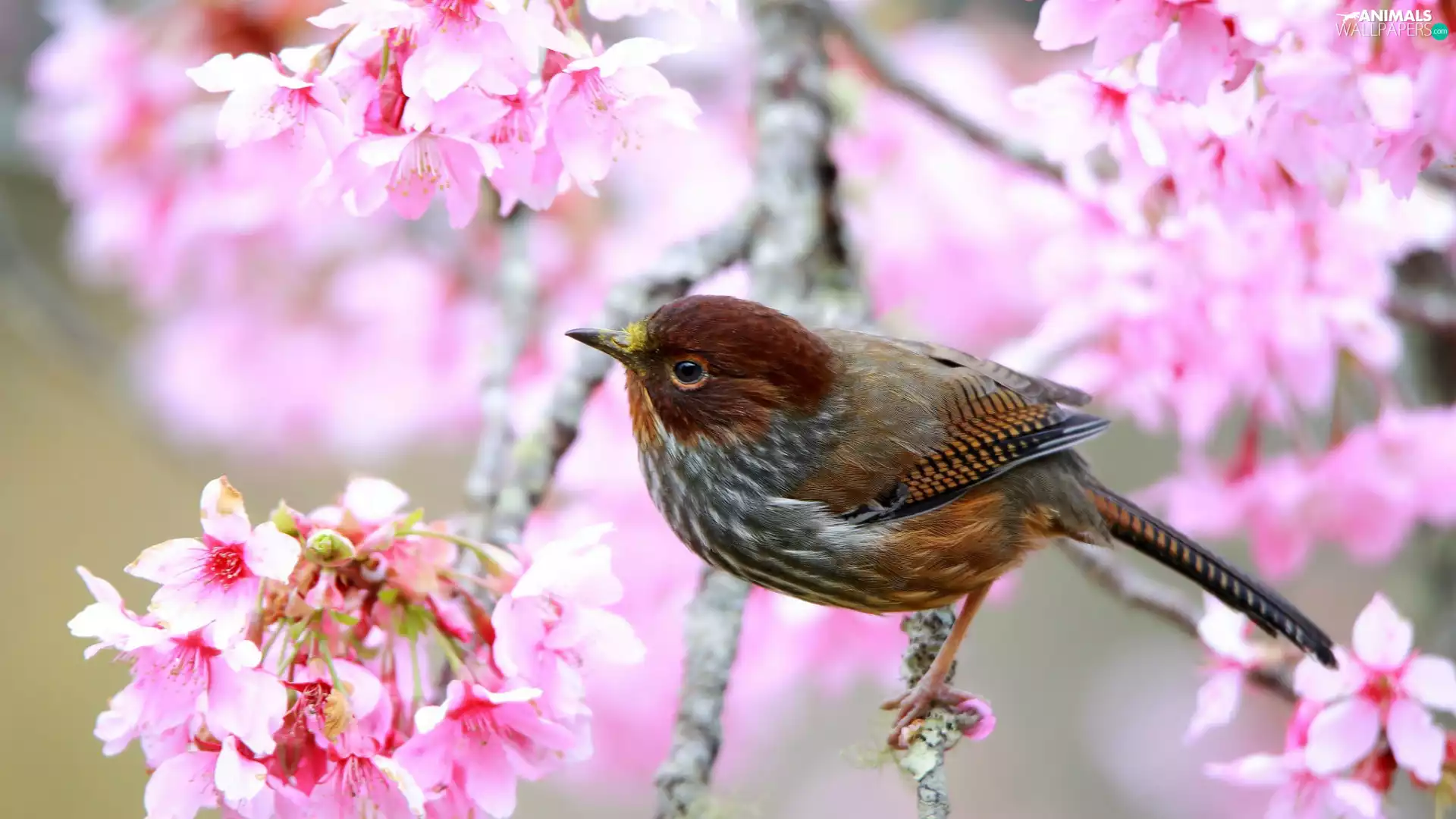 Bird, Flowers, Spring, twig