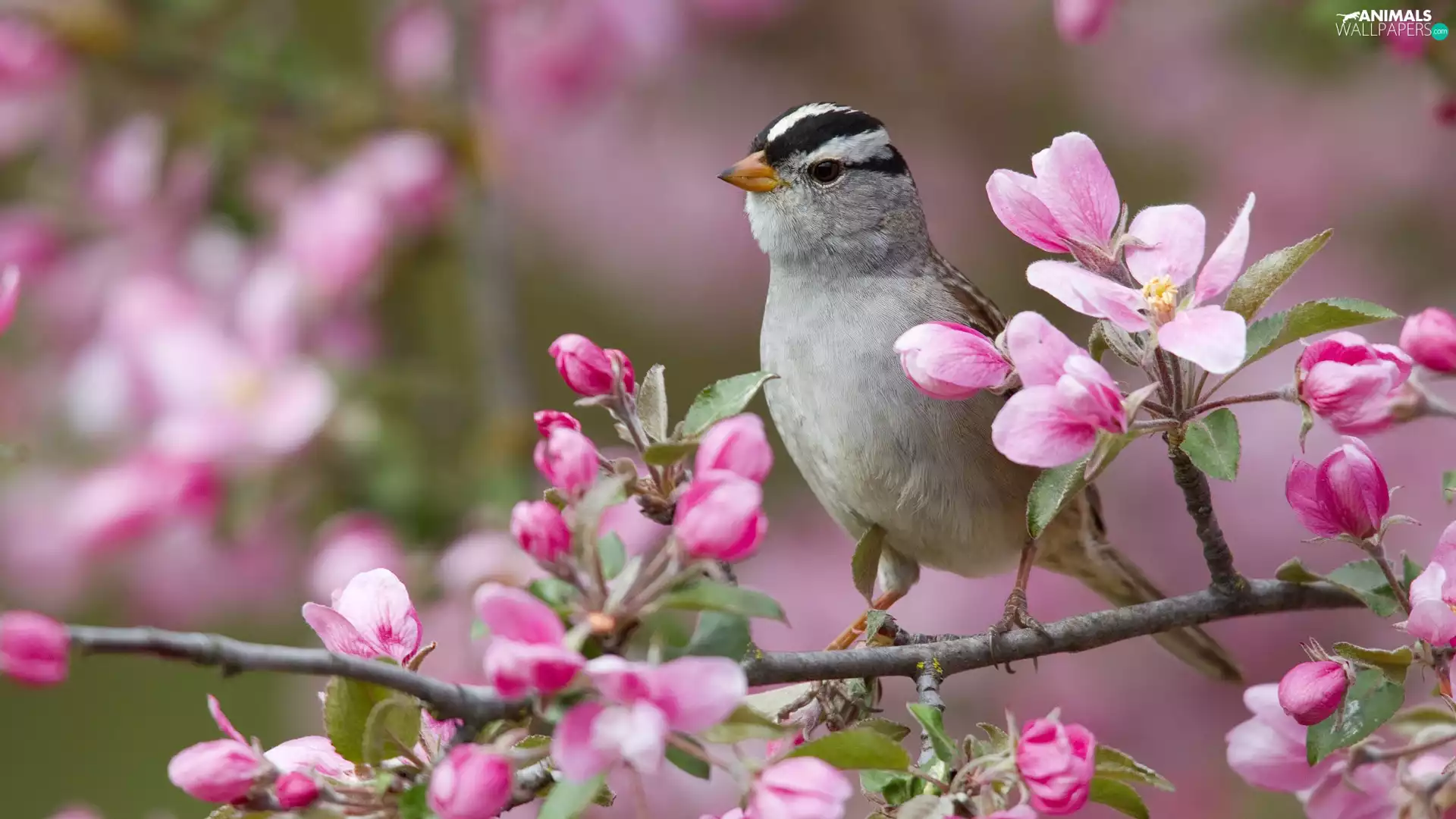 twig, birdies, Blossoming
