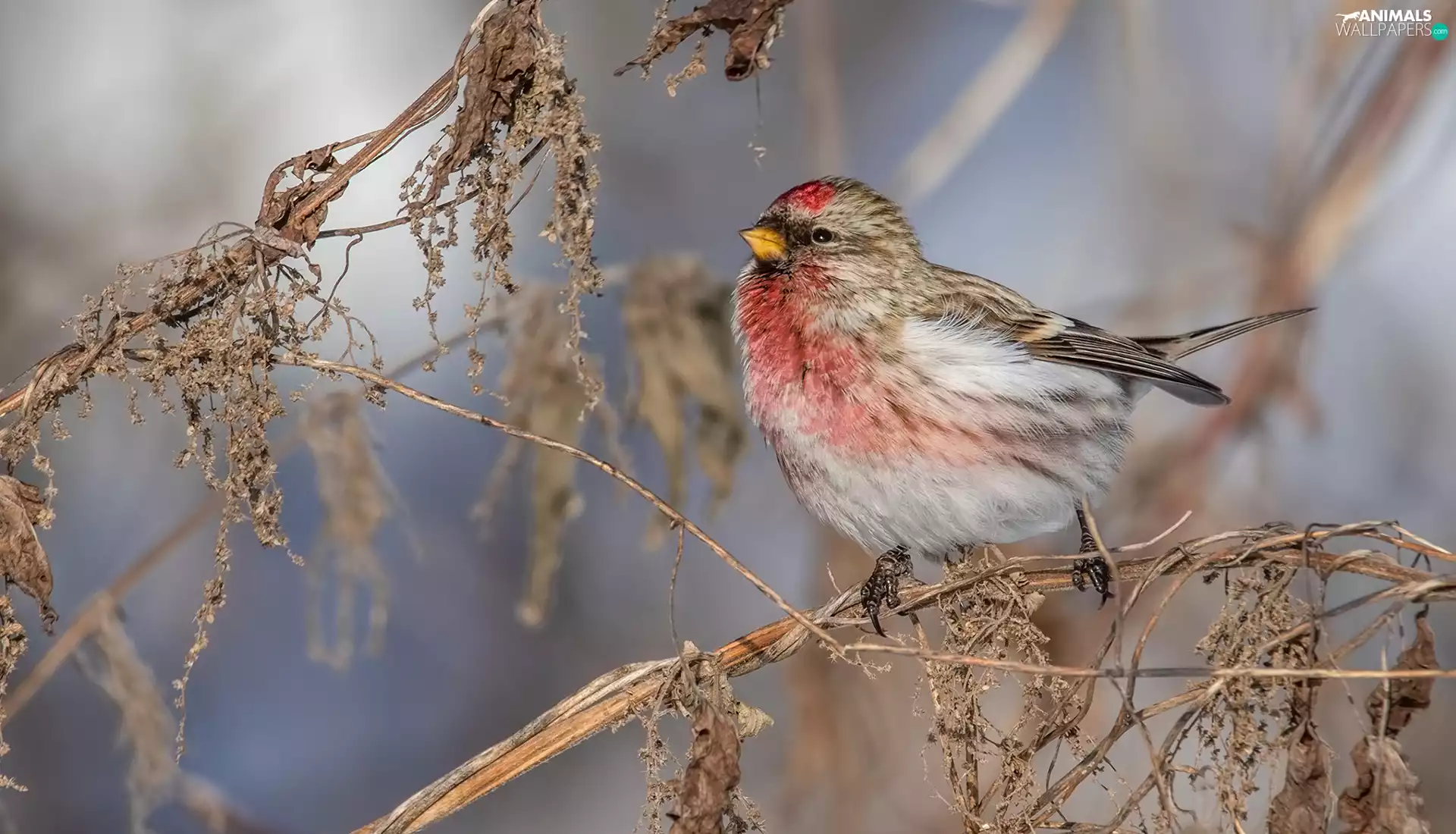 Bird, twig, blur, Common Redpoll