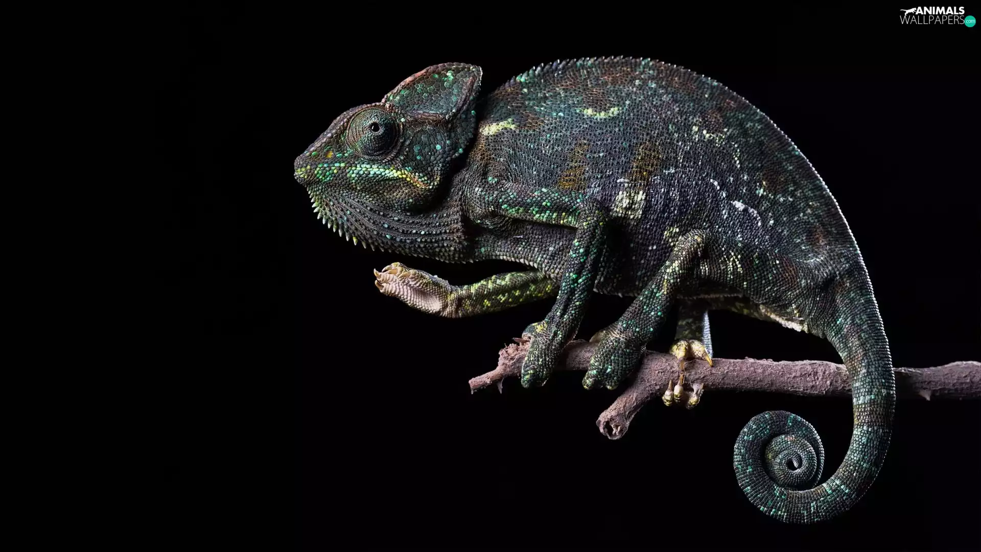 Cameleon, Black, background, twig