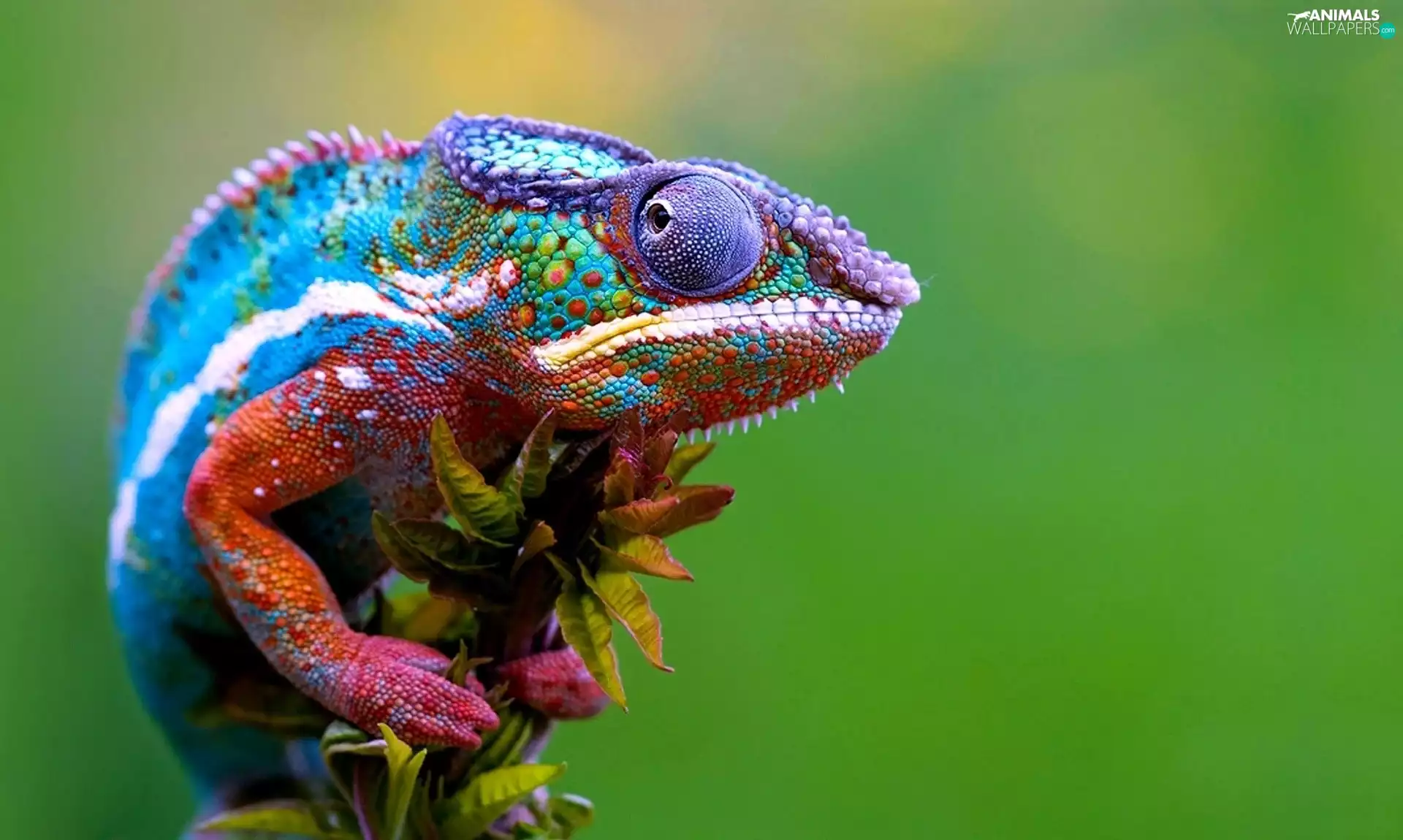 twig, color, Cameleon