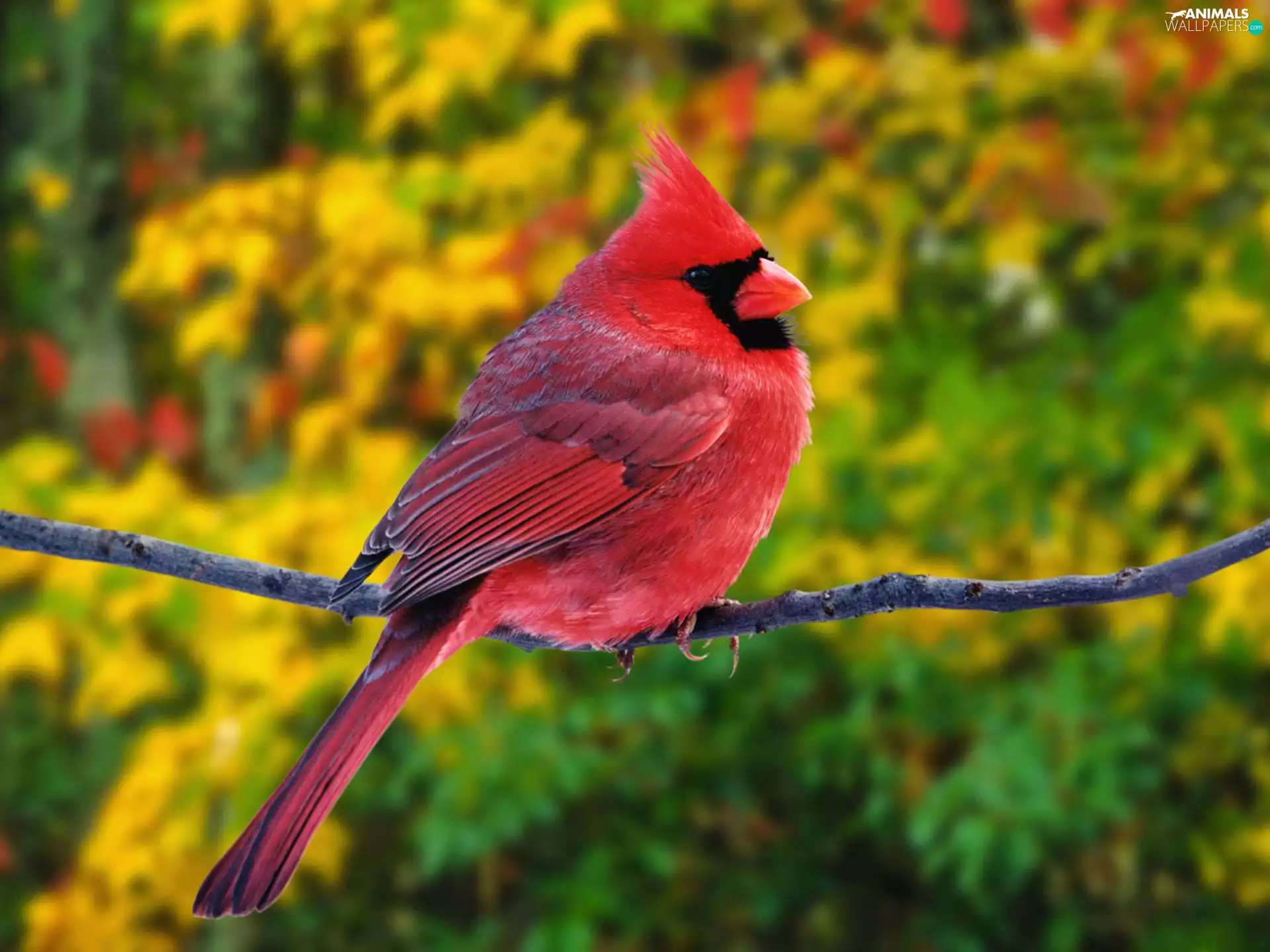 twig, Bird, cardinal