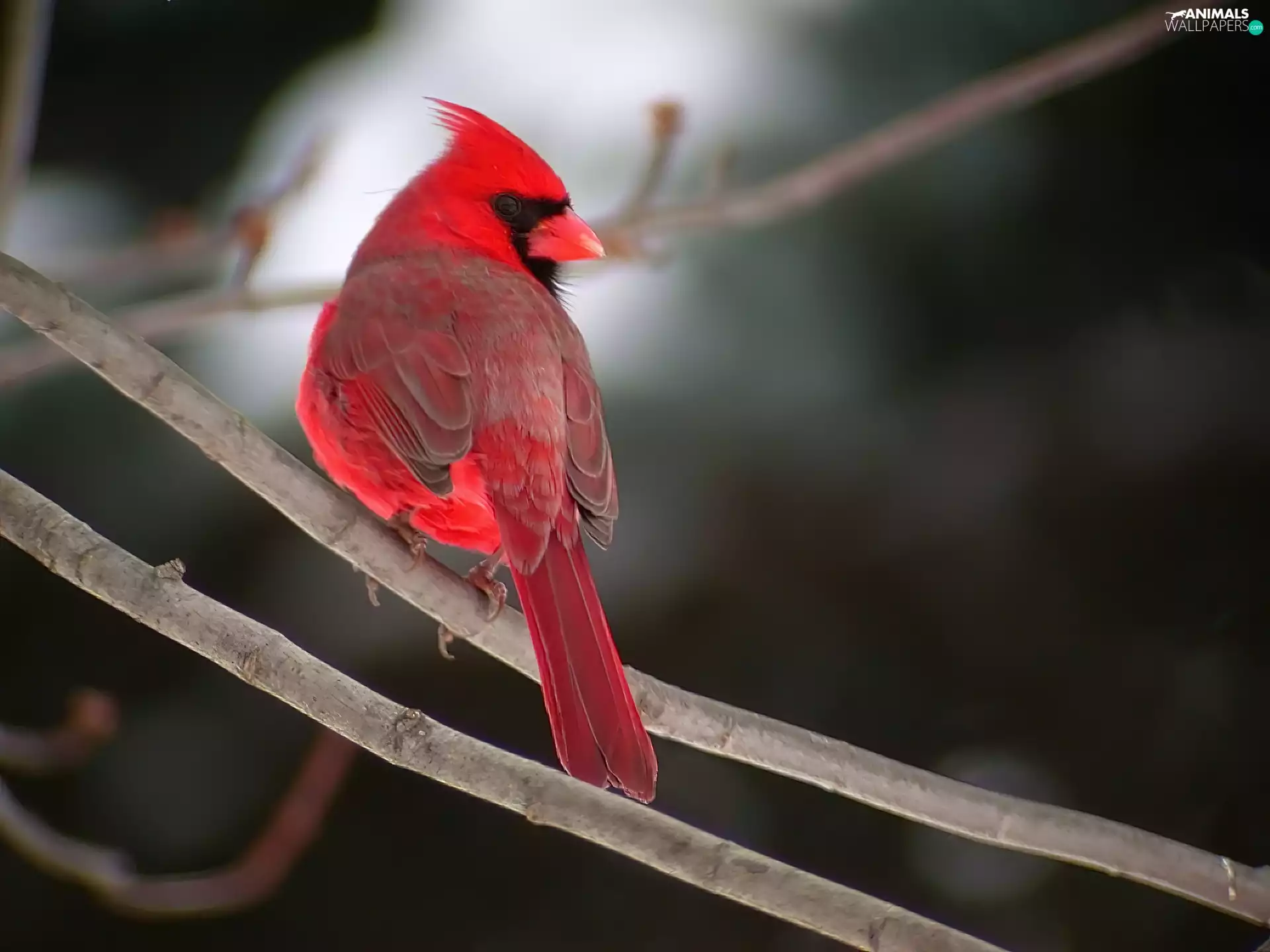 twig, Bird, cardinal