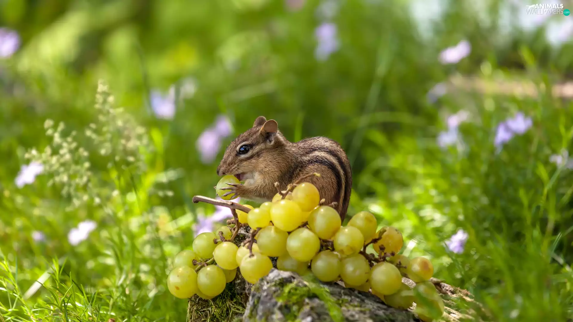 Plants, Eastern Chipmunk, twig, Grapes, grass, Chipmunk