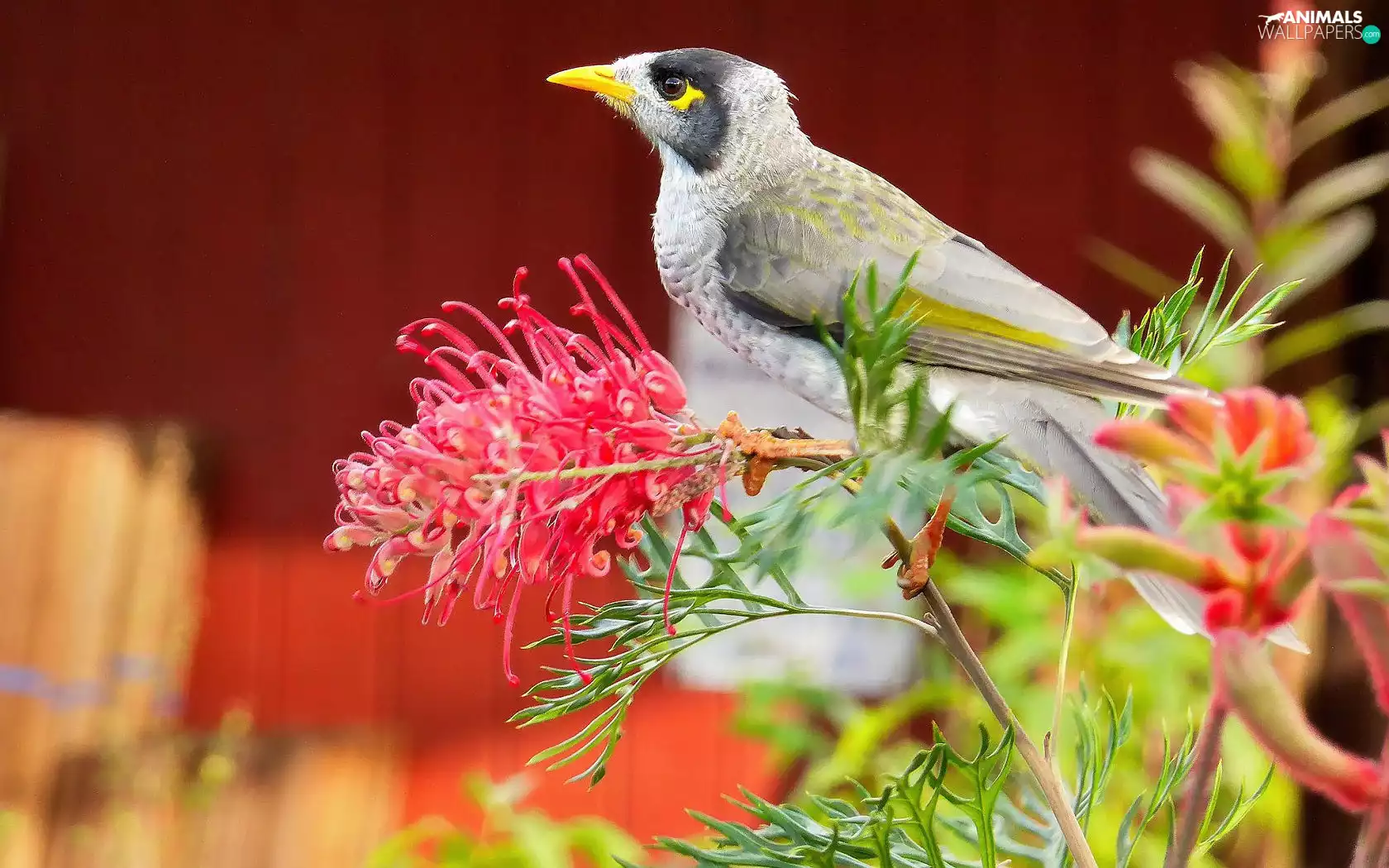 Colourfull Flowers, Bird, twig