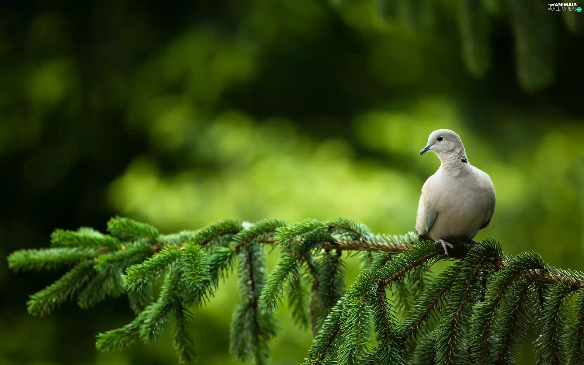 pigeon, twig, Conifer, Collared Dove