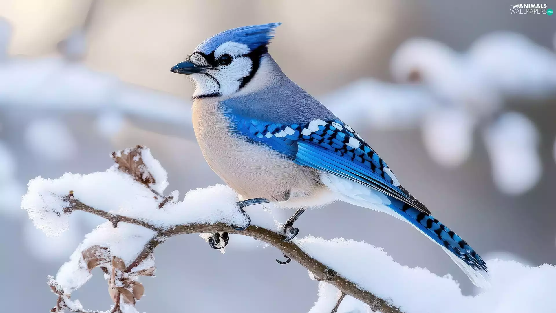 A snow-covered, twig, Bird, jay, winter