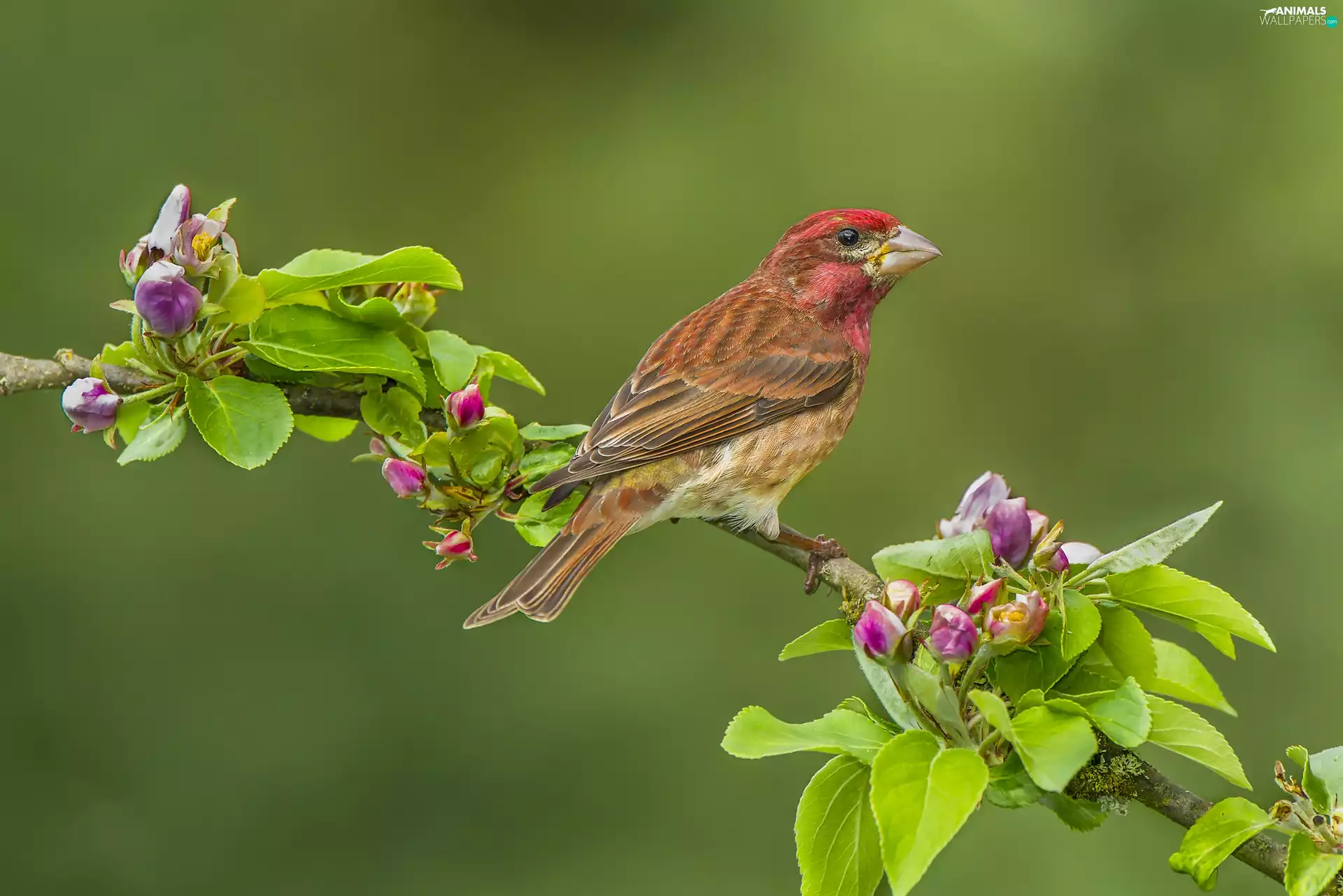 Bird, twig, Flower, House Finch