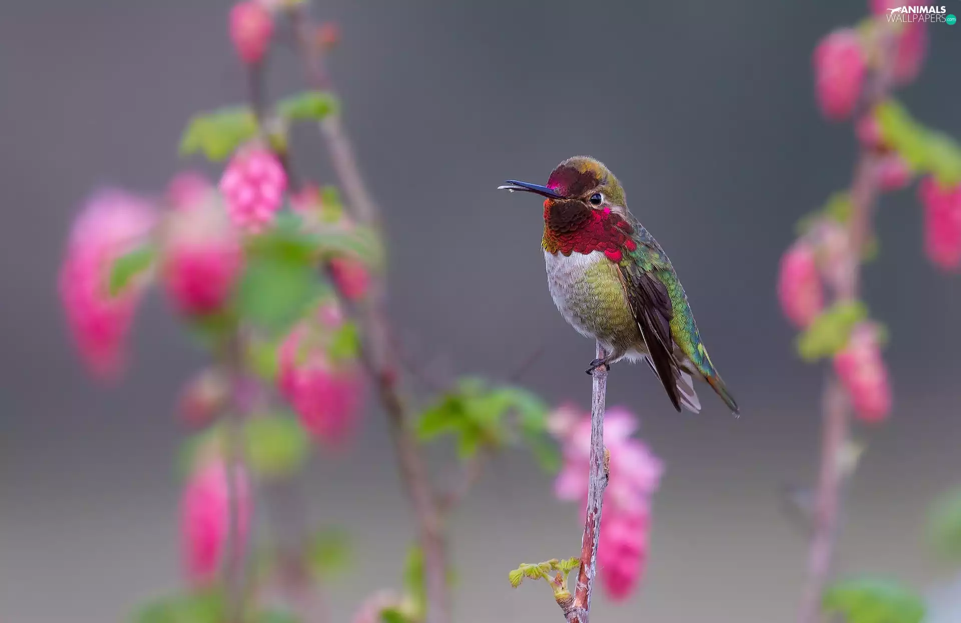 Flowers, humming-bird, twig