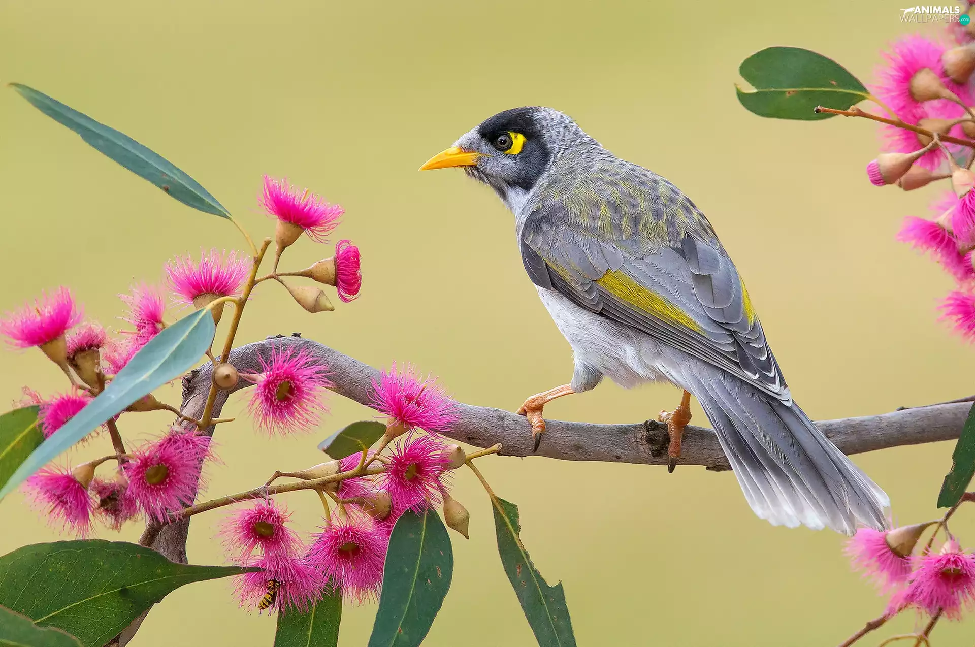 Bird, twig, Flowers, Noisy Miner
