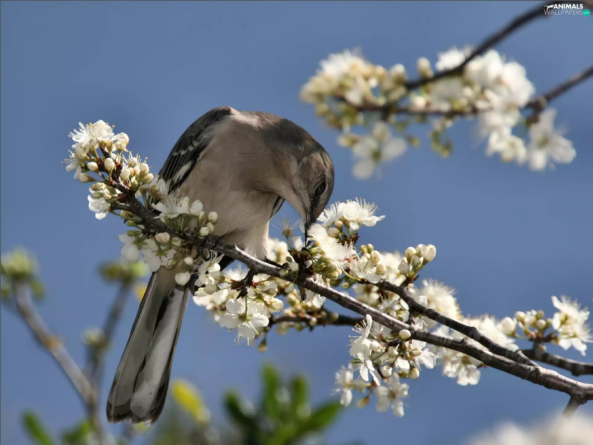 twig, wagtail, flowery