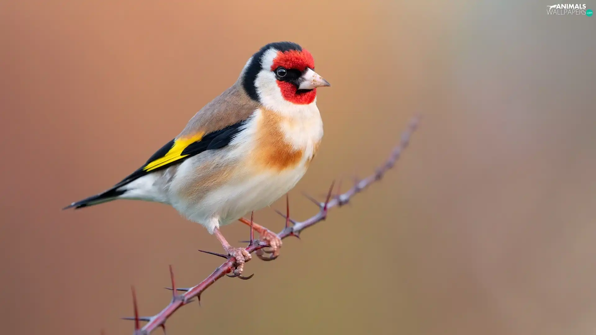 twig, Bird, goldfinch