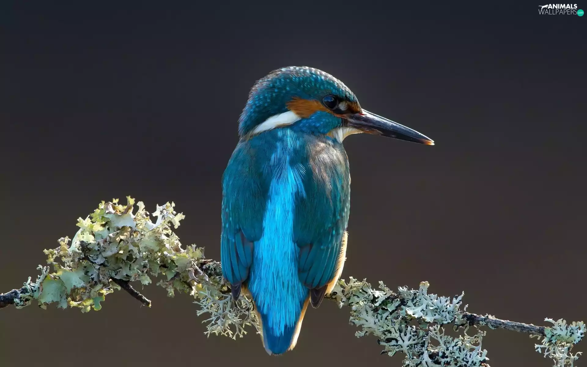 twig, kingfisher, Gray