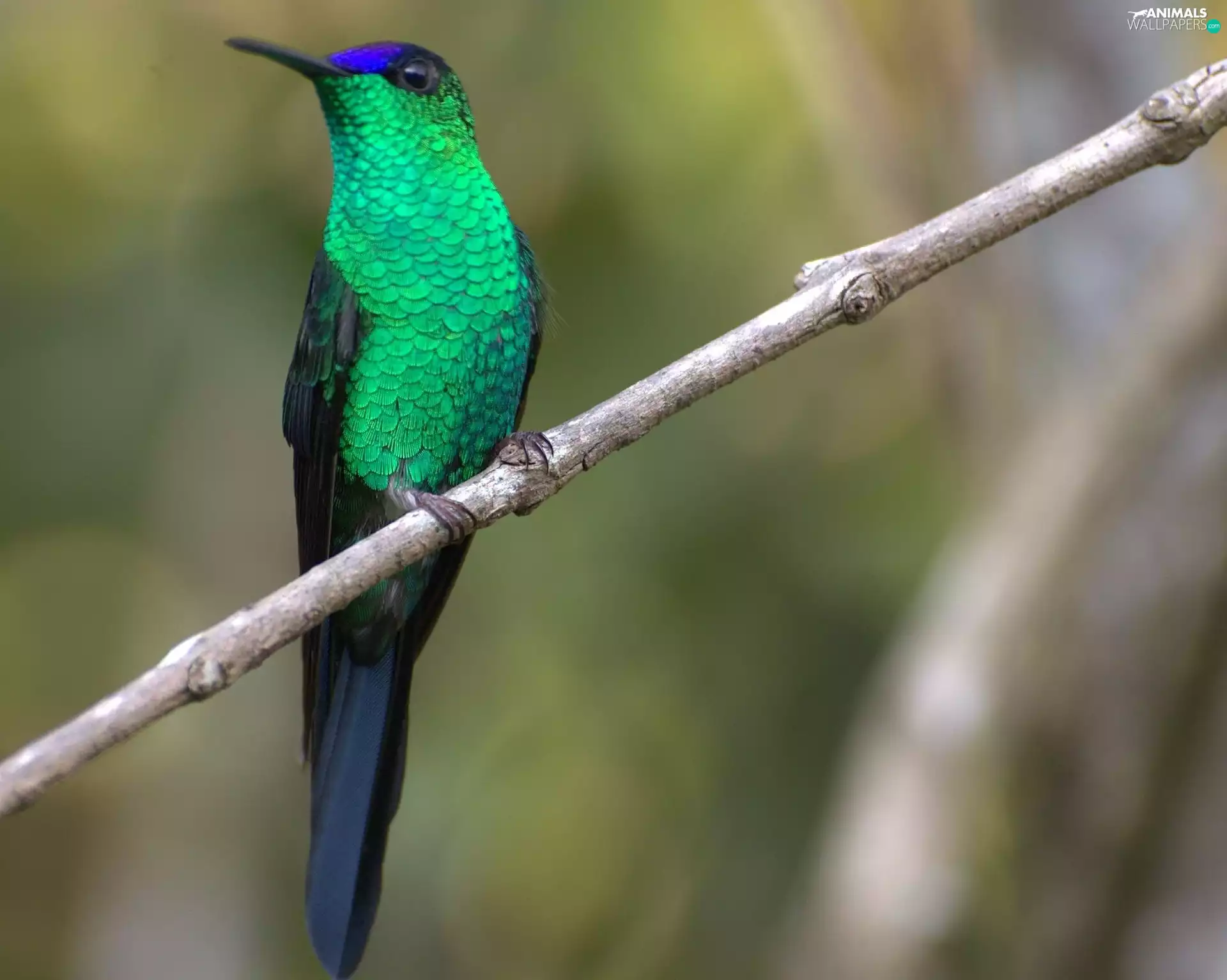 Keel-billed toucan, twig
