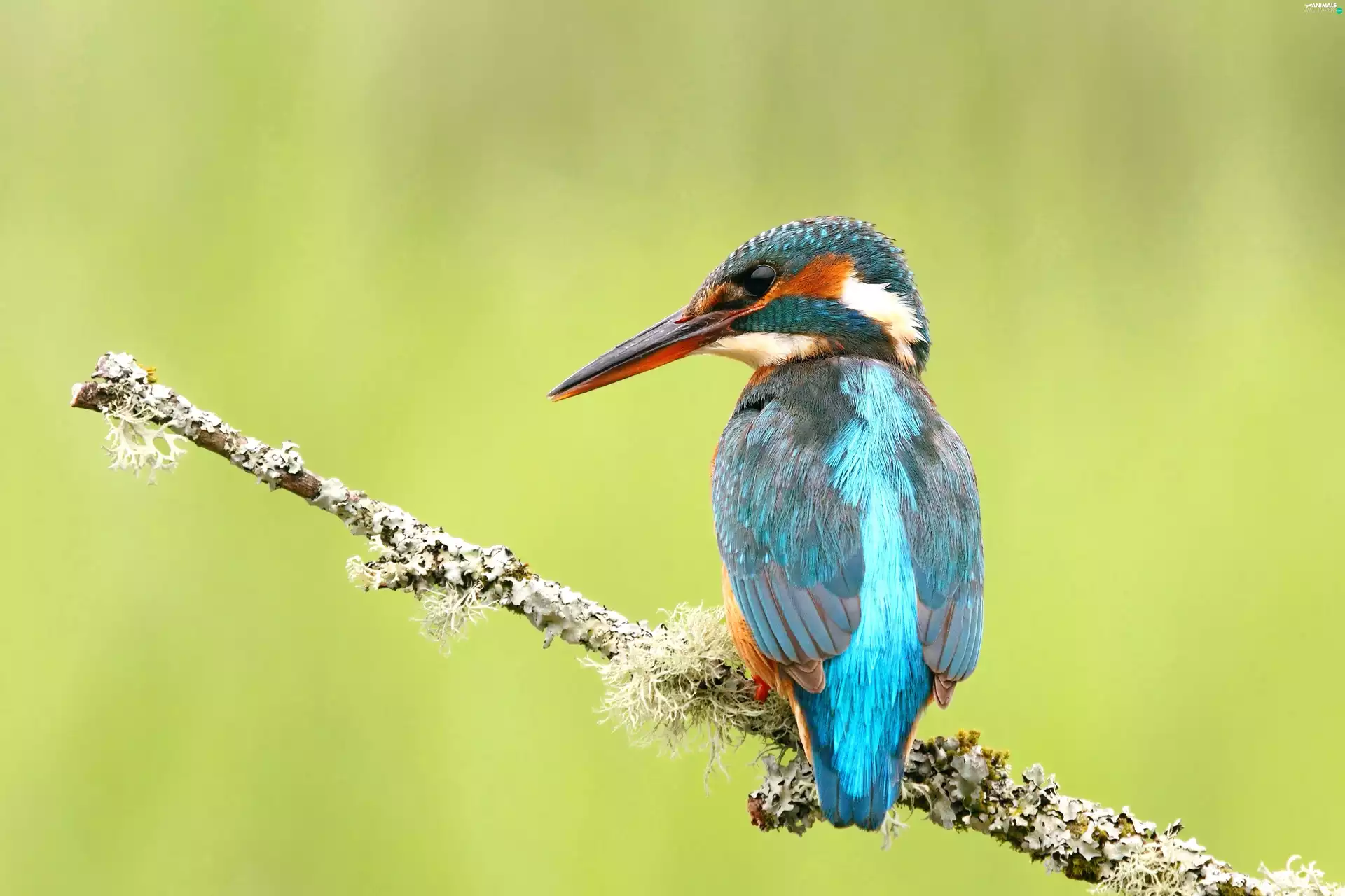 twig, Bird, kingfisher