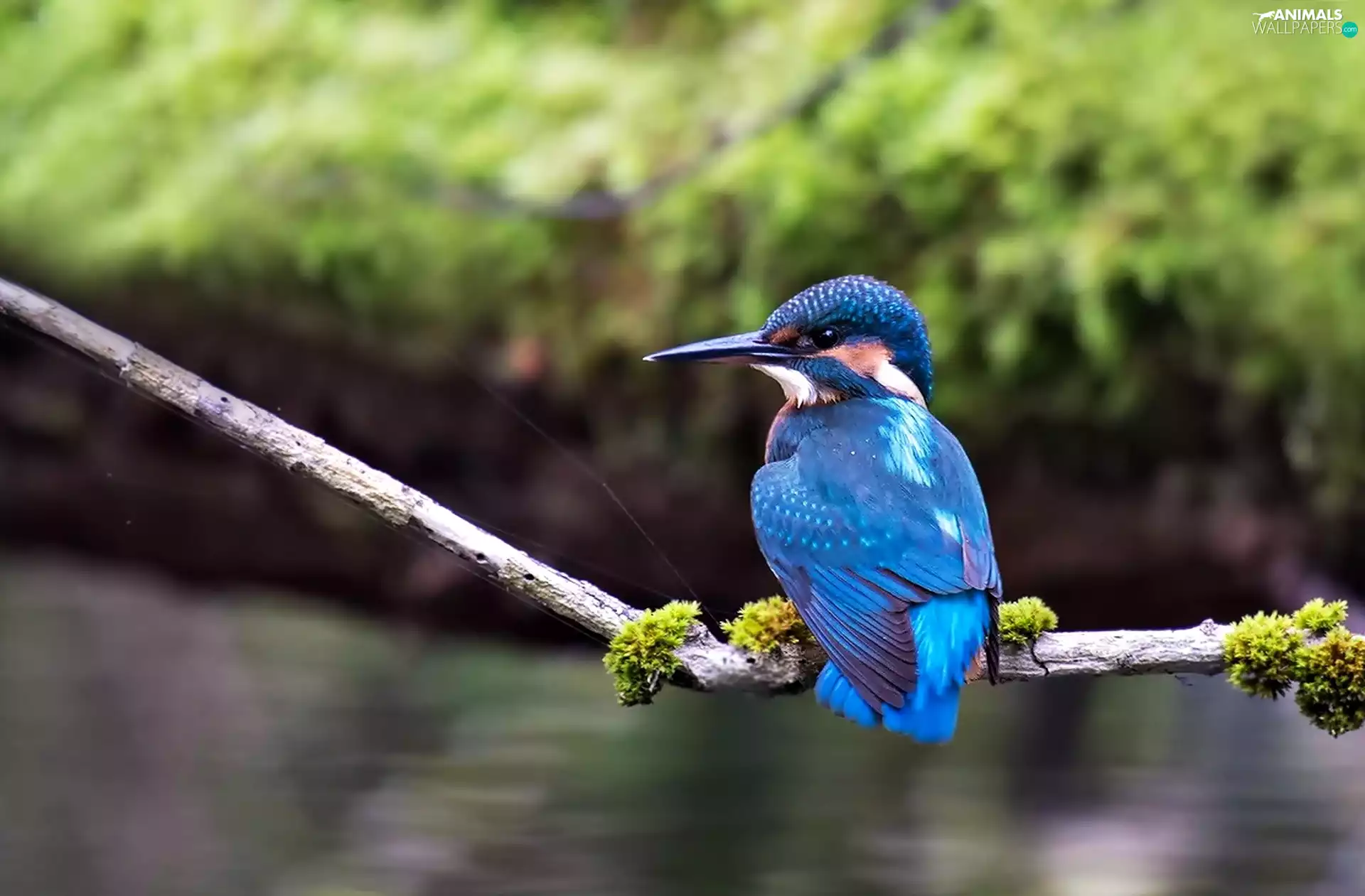 twig, Bird, kingfisher