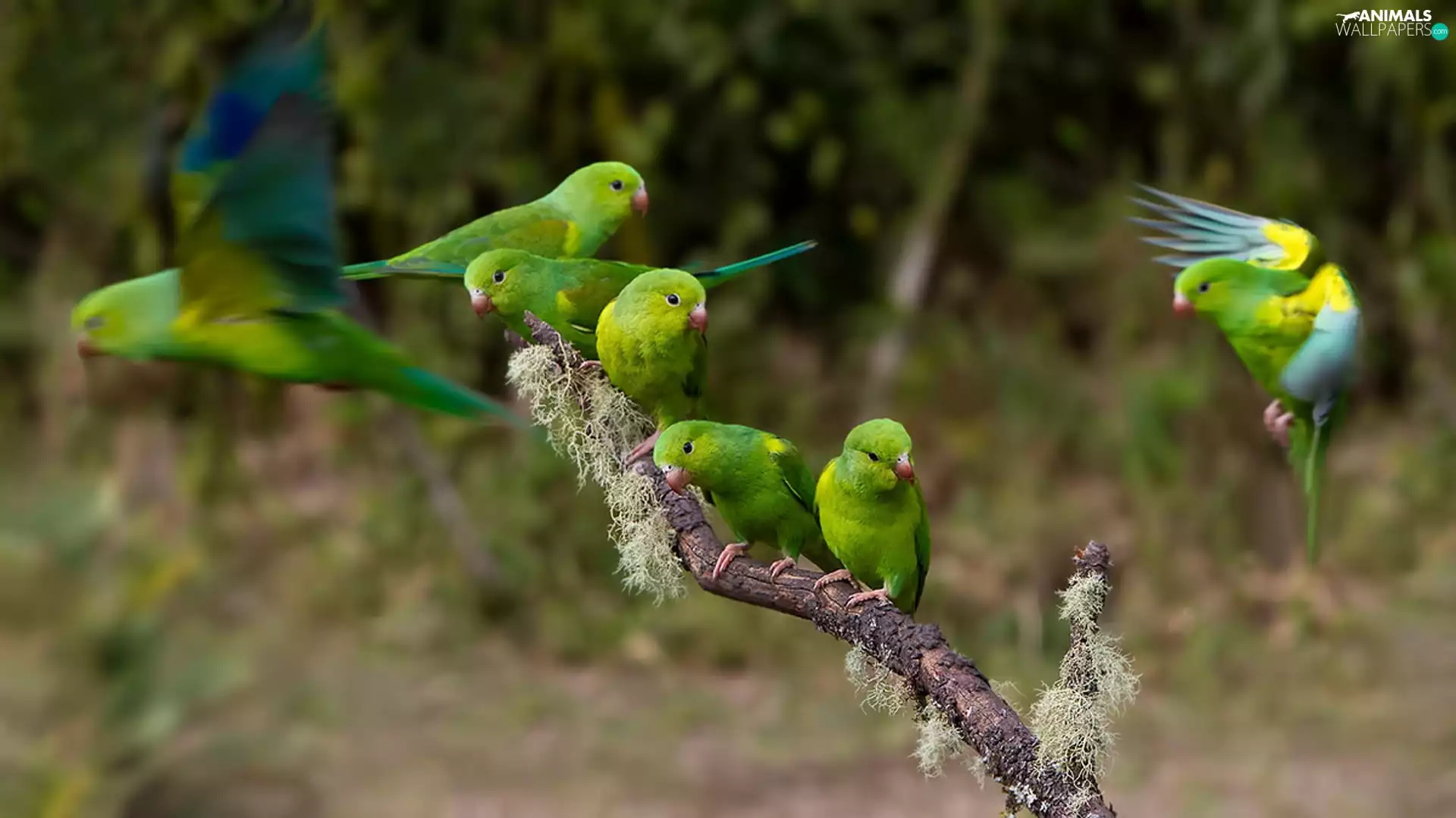 twig, Parrots, lovebirds