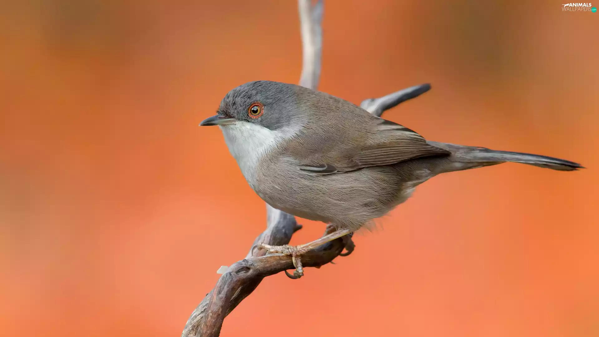 Orange Background, Bird, twig