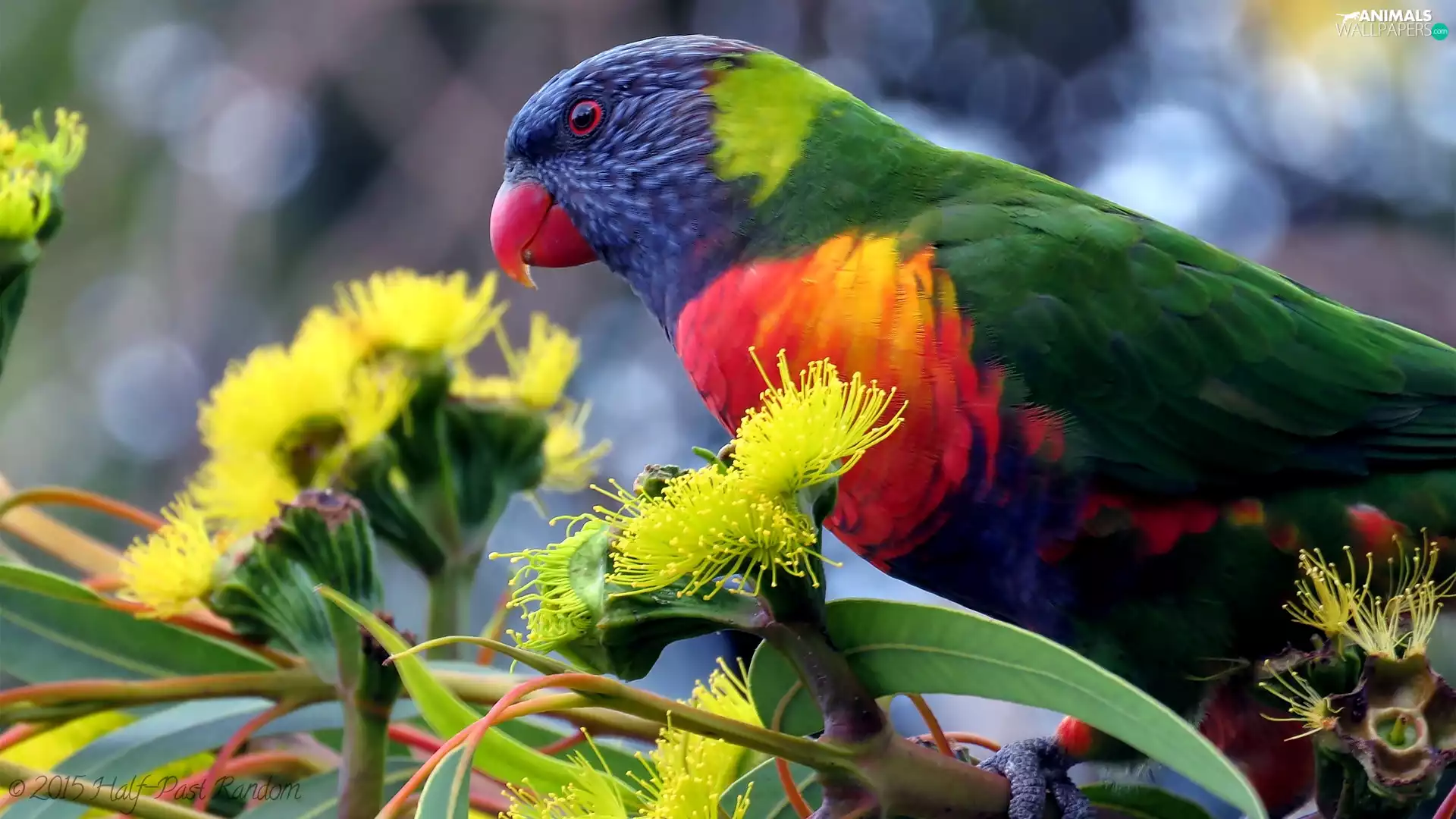 parrot, Yellow, Flowers, twig