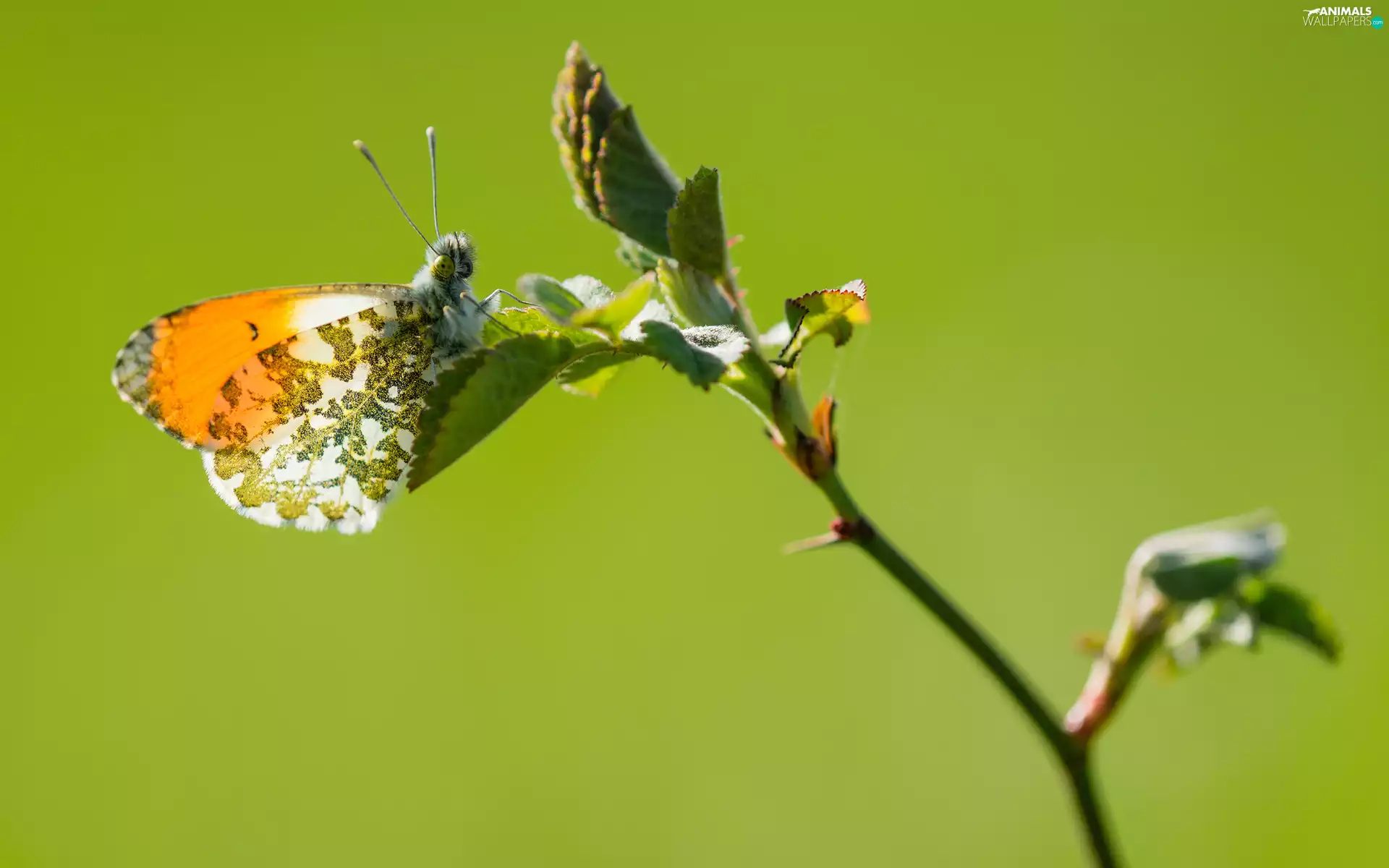butterfly, twig, rapprochement, Orange Tip