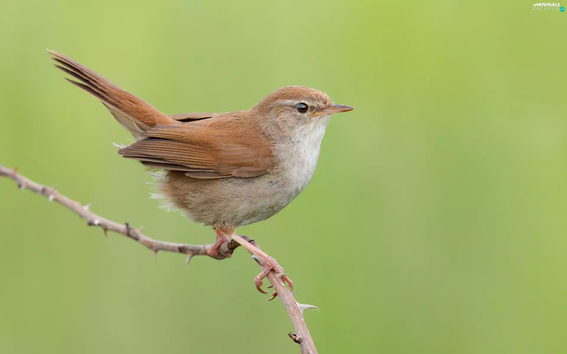 Bird, twig, rapprochement, Ordinary Wierzbówka