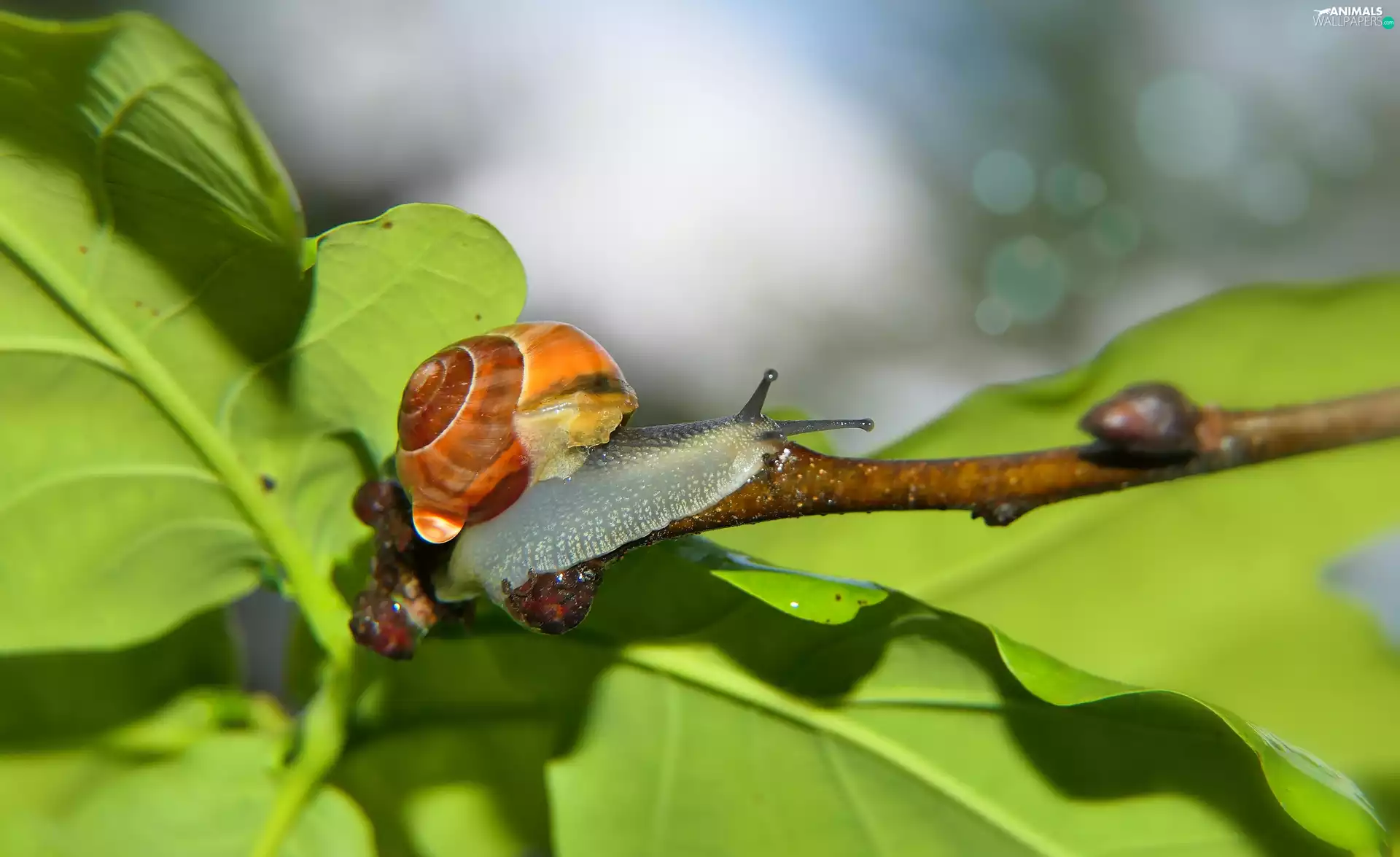 Brown-lipped snail, twig, Leaf, snail