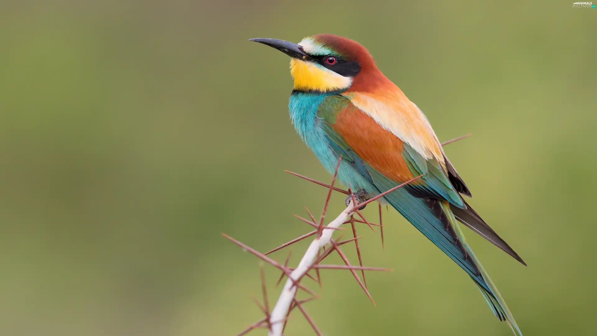 Bird, twig, Spikes, bee-eater