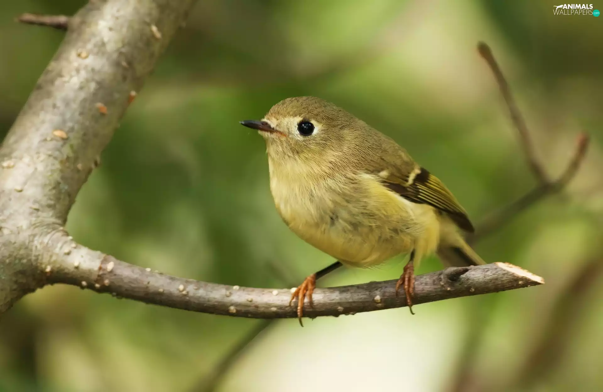 twig, birdies, truncated