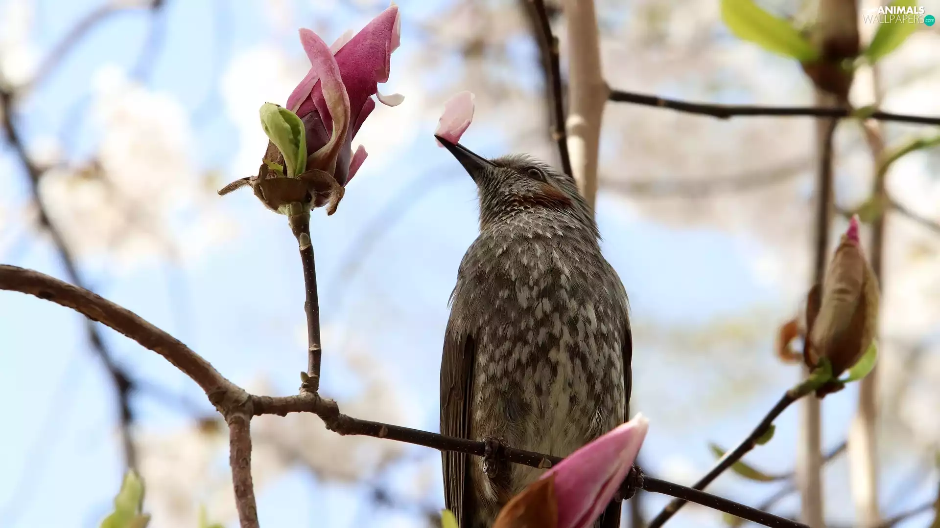 Bird, Magnolia, Buds, Twigs