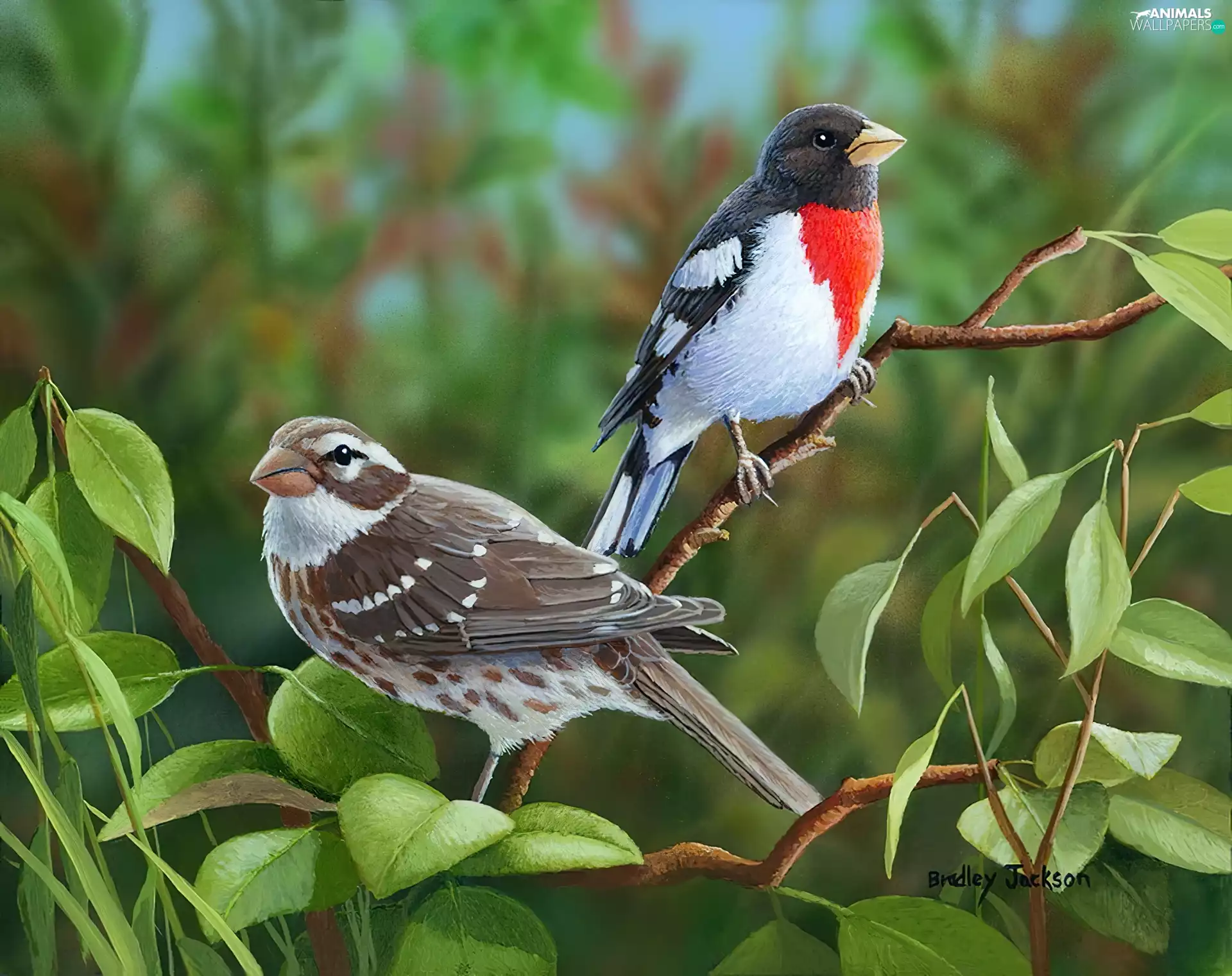 birds, trees, viewes, Twigs