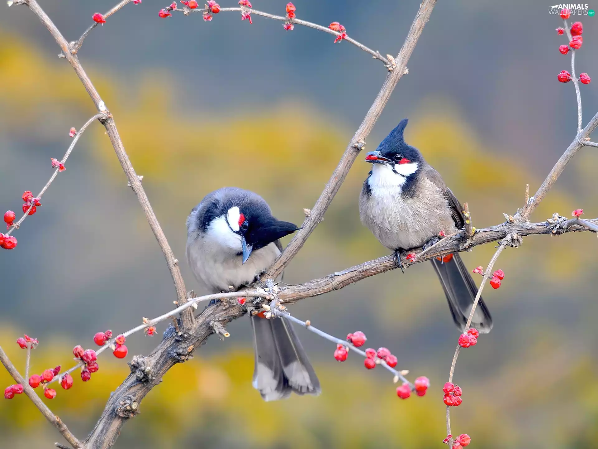 birds, Twigs, bush, The tips